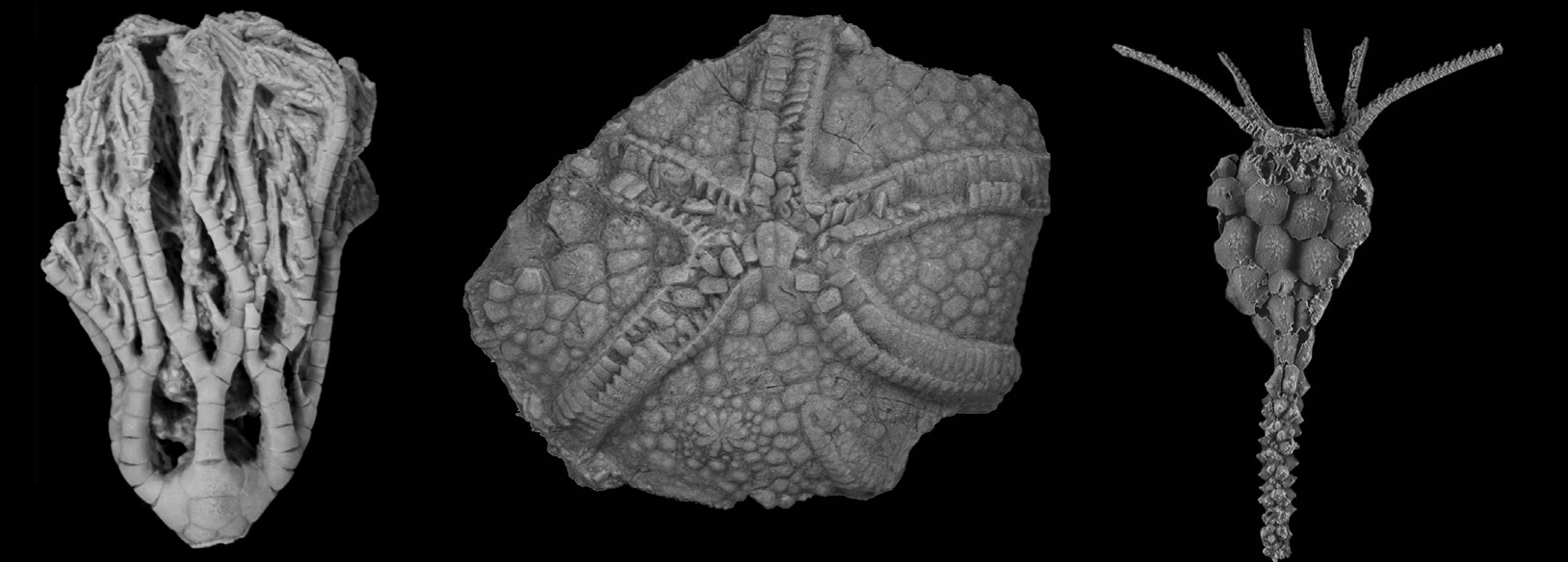 Fossil functional traits decoupled from anatomical evolution