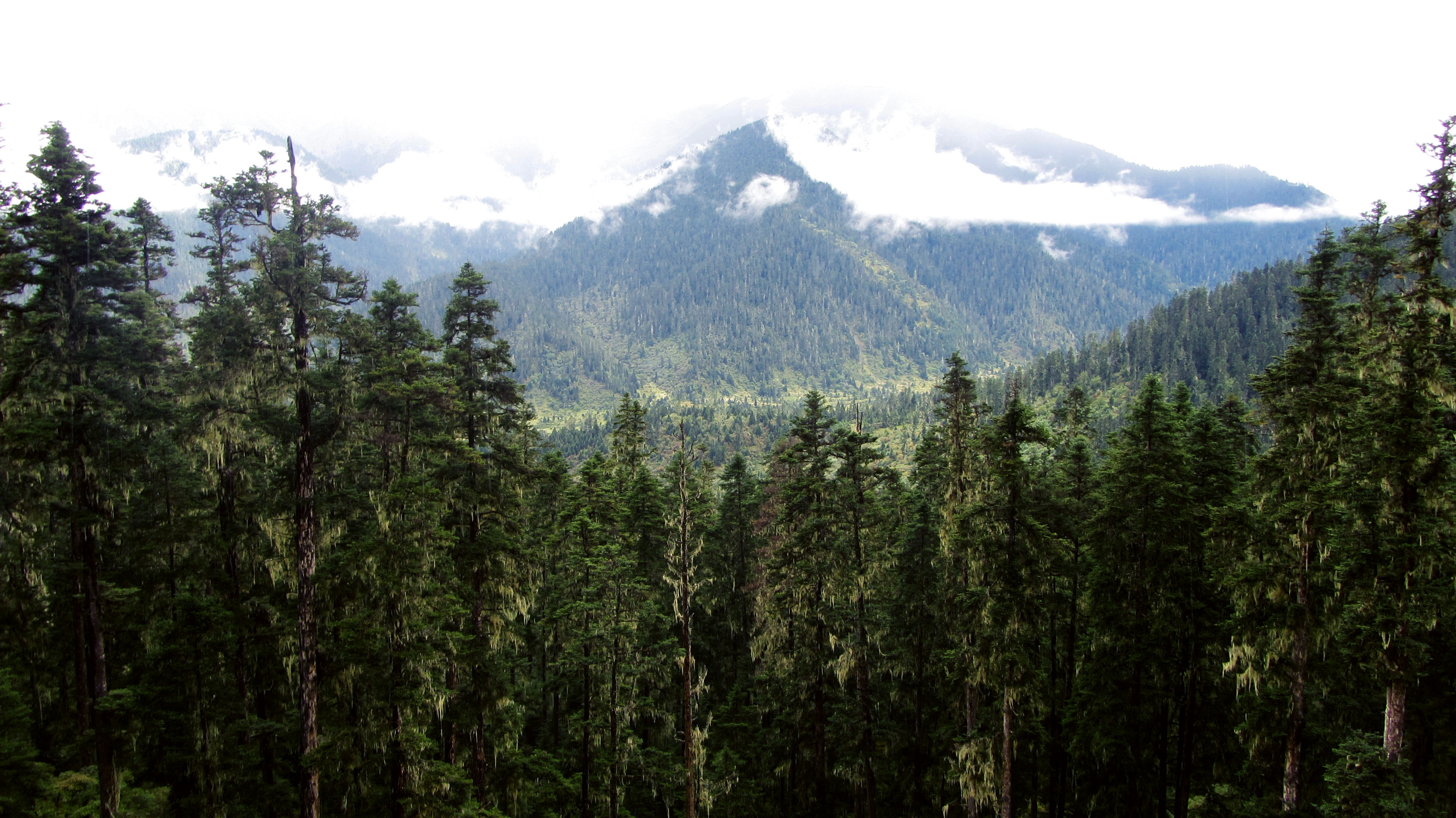 Continuous increase of tree-ring growth in cold-limited forests is due to elevated atmospheric CO2