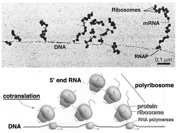 The coordination between RNA polymerase and ribosome in bacteria