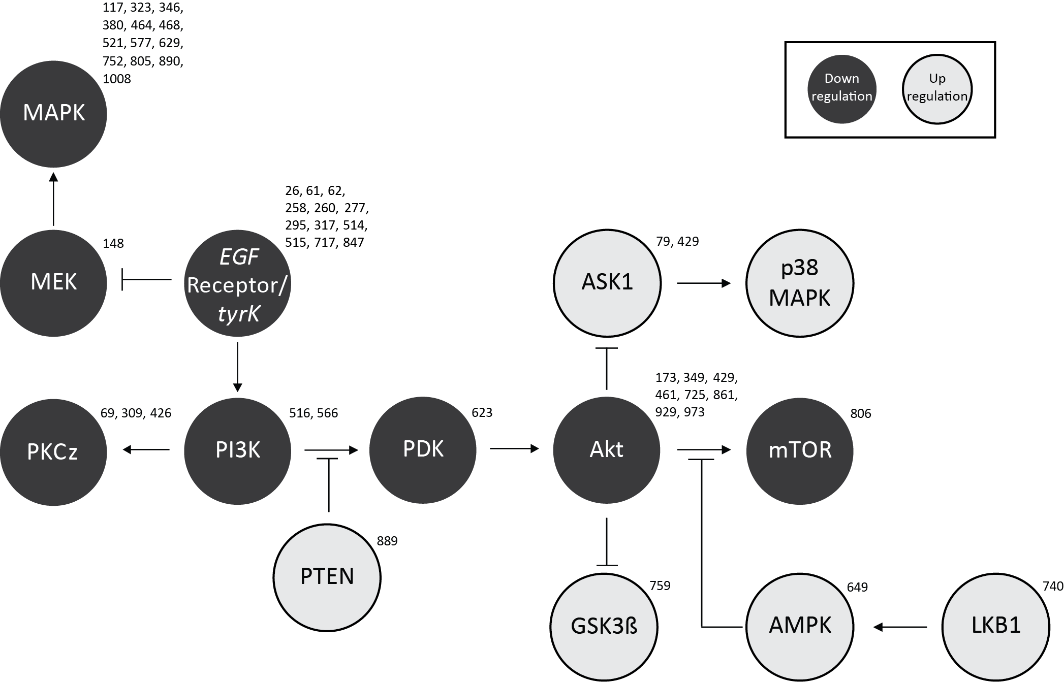 Kinome-wide analysis of the effect of statins in colorectal cancer