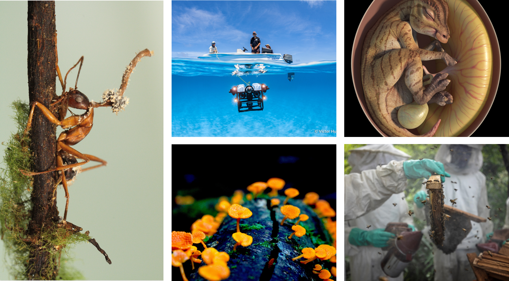 BMC Ecology and Evolution Image Competition 2023: the winning images!