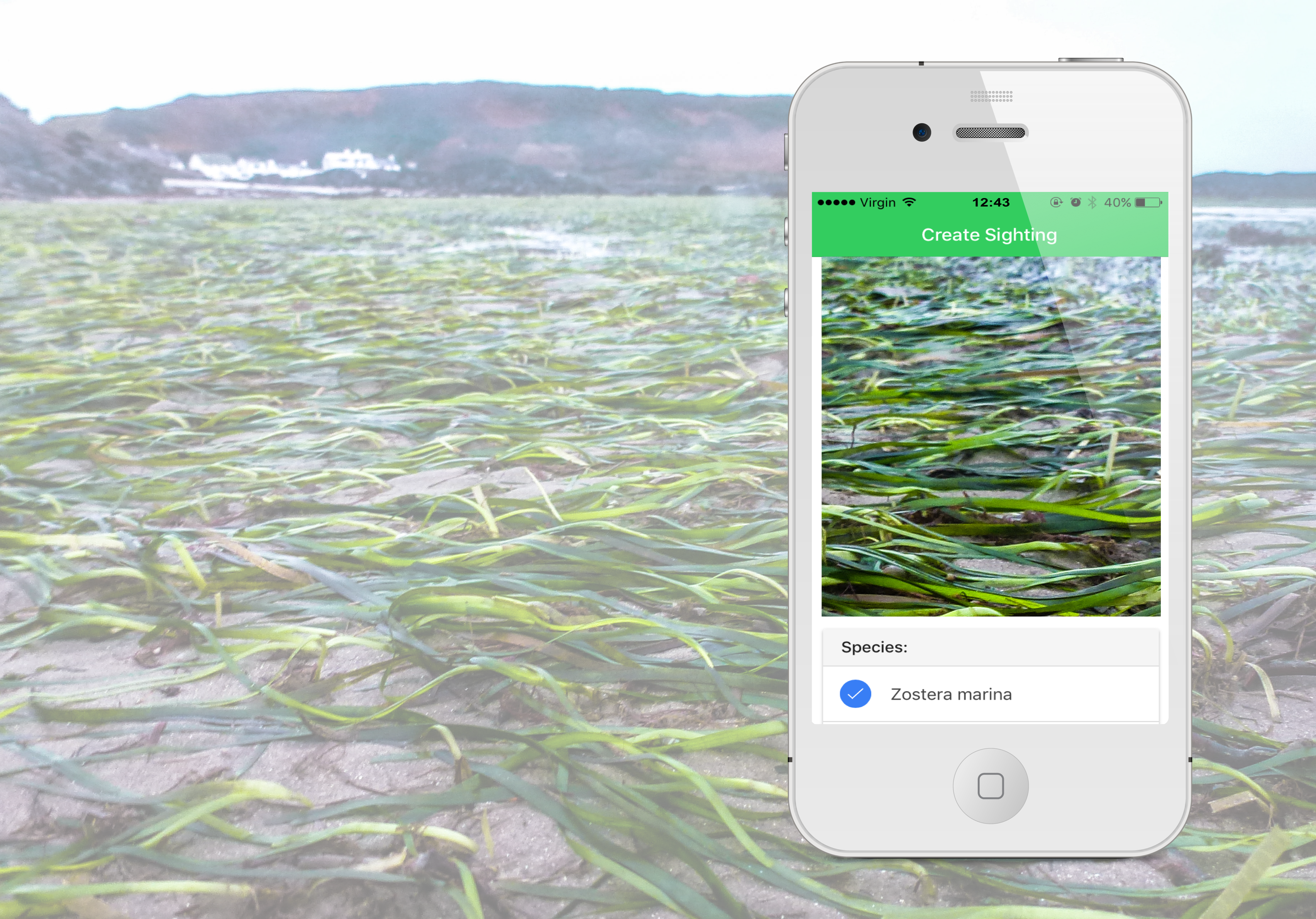 To protect our oceans we need conservation volunteers - help us save our Seagrass by doing some Spotting