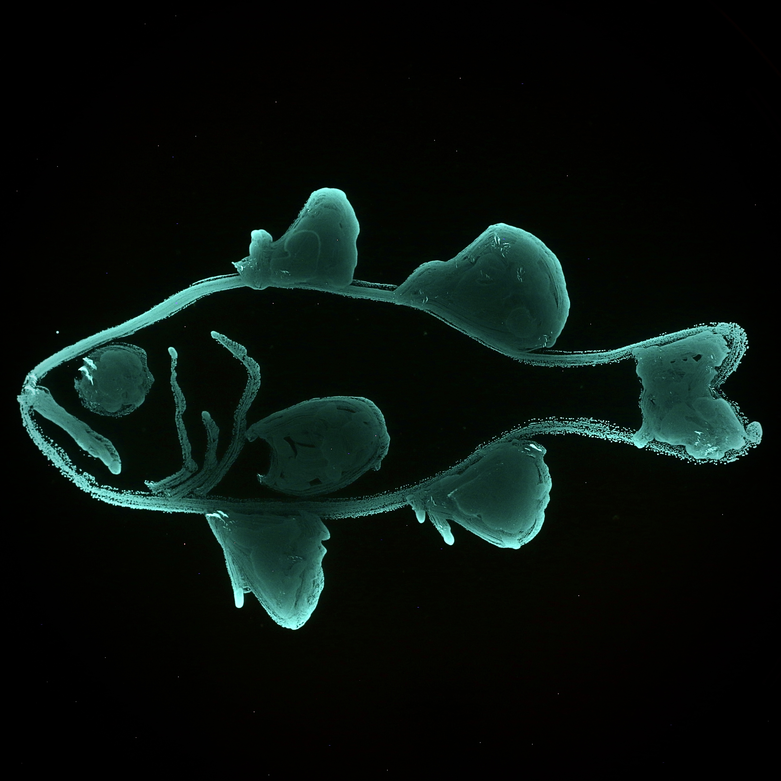 A Fish with a Glowing Fingerprint