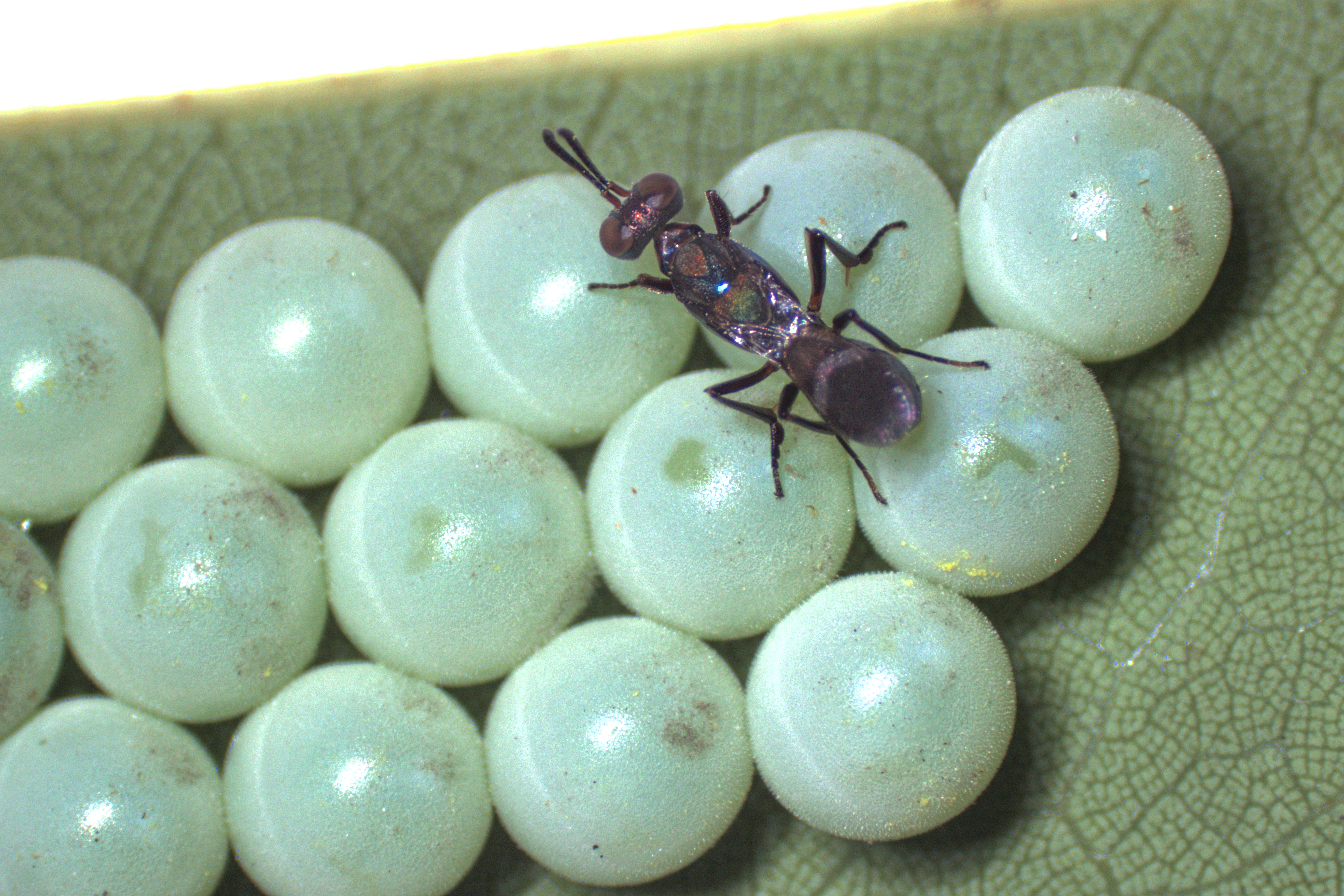 Genomes of parasitoid wasps illuminate evolutionary strategies for maintaining genome stability and venom turnover