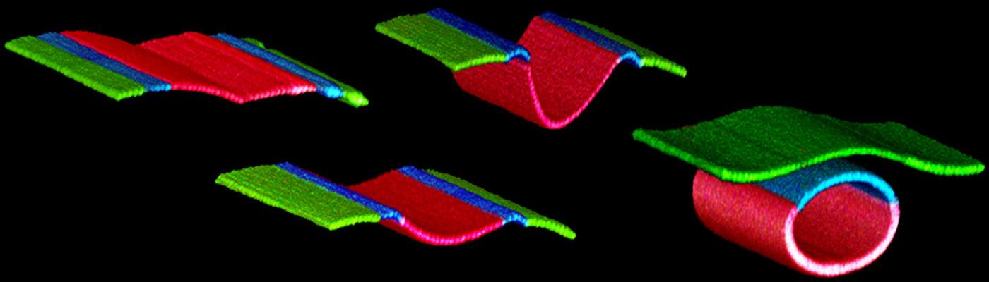 Quantitative characterization of 3D bioprinted structural elements under cell generated forces