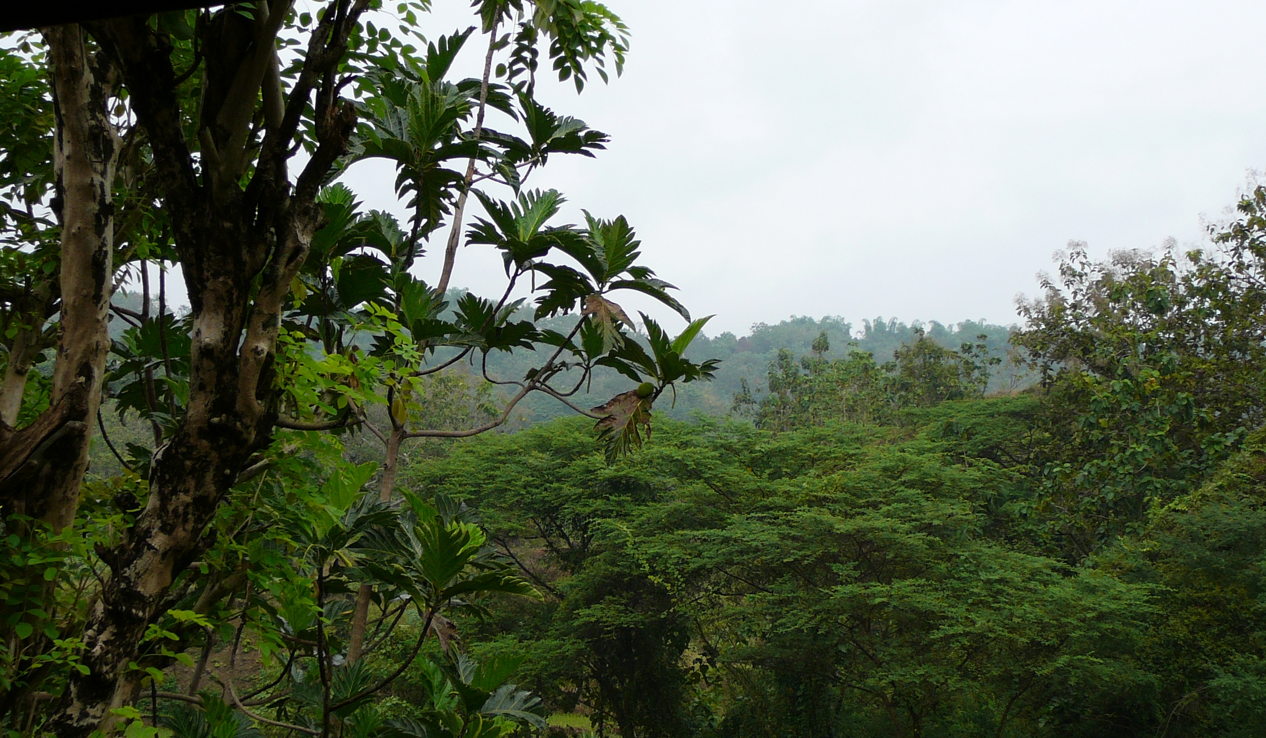 Reassessing the Early to Middle Pleistocene hominid diversity in Java