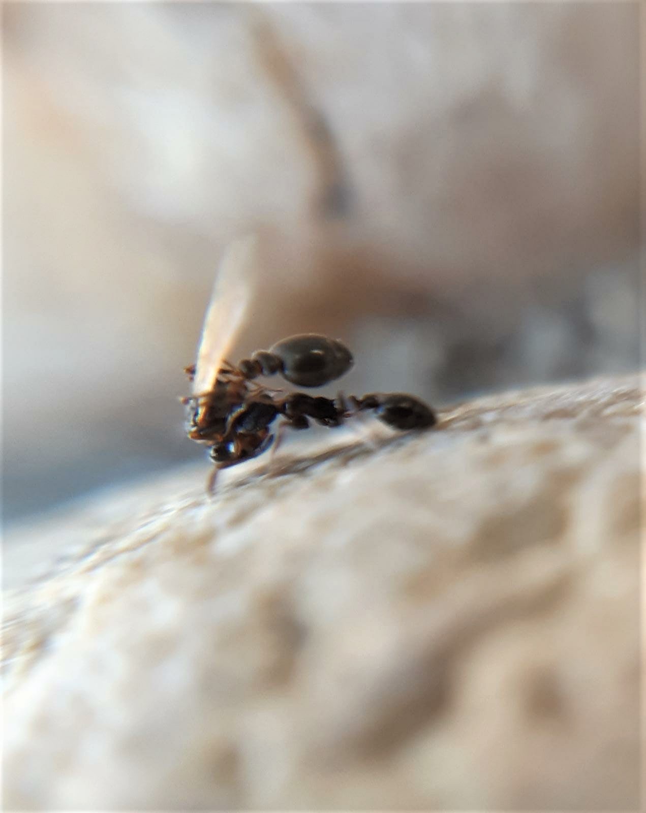The ant version of matchmaking
