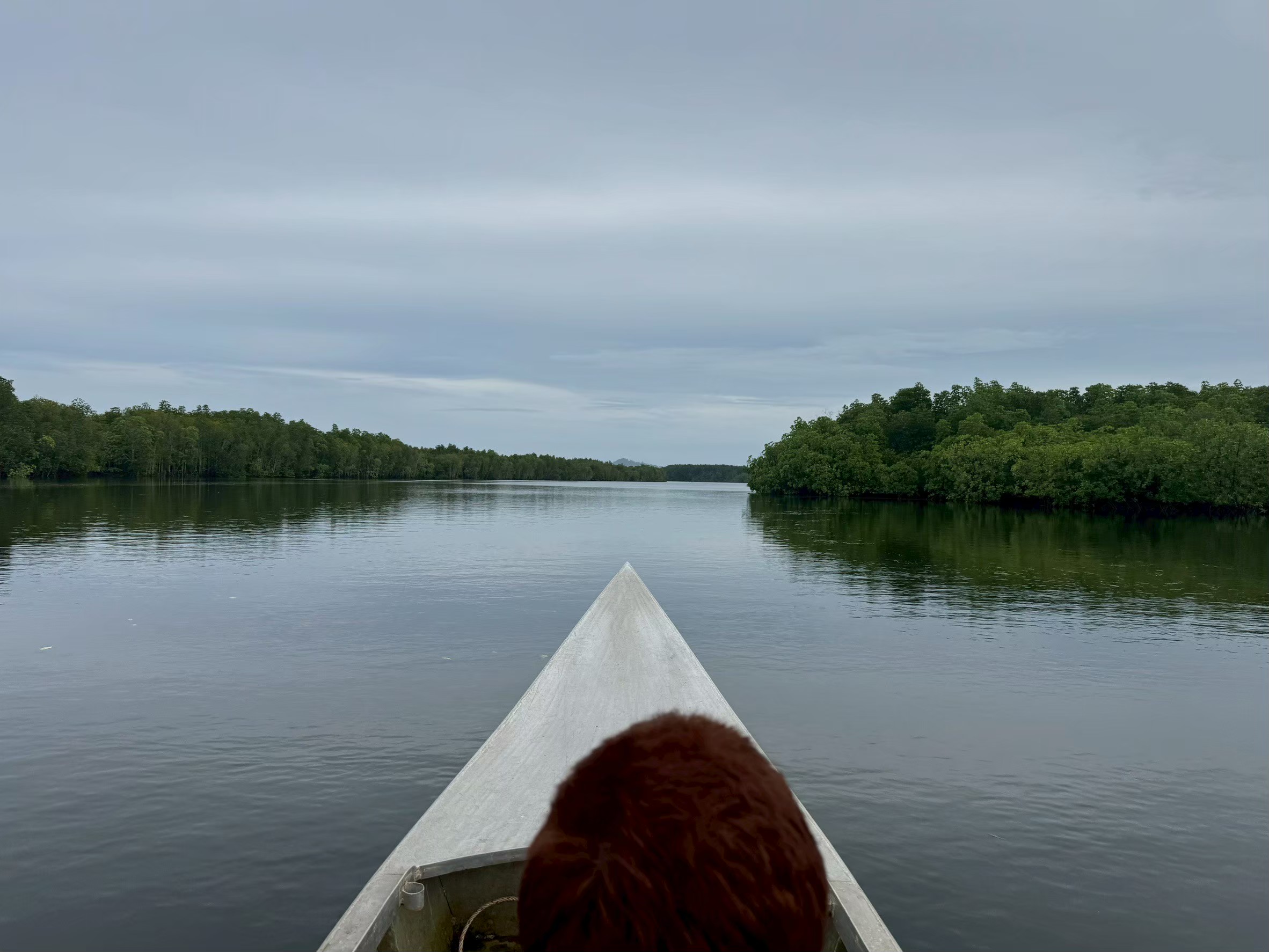 Beyond protected boundaries: uncovering six decades of mangrove recovery in Thailand 