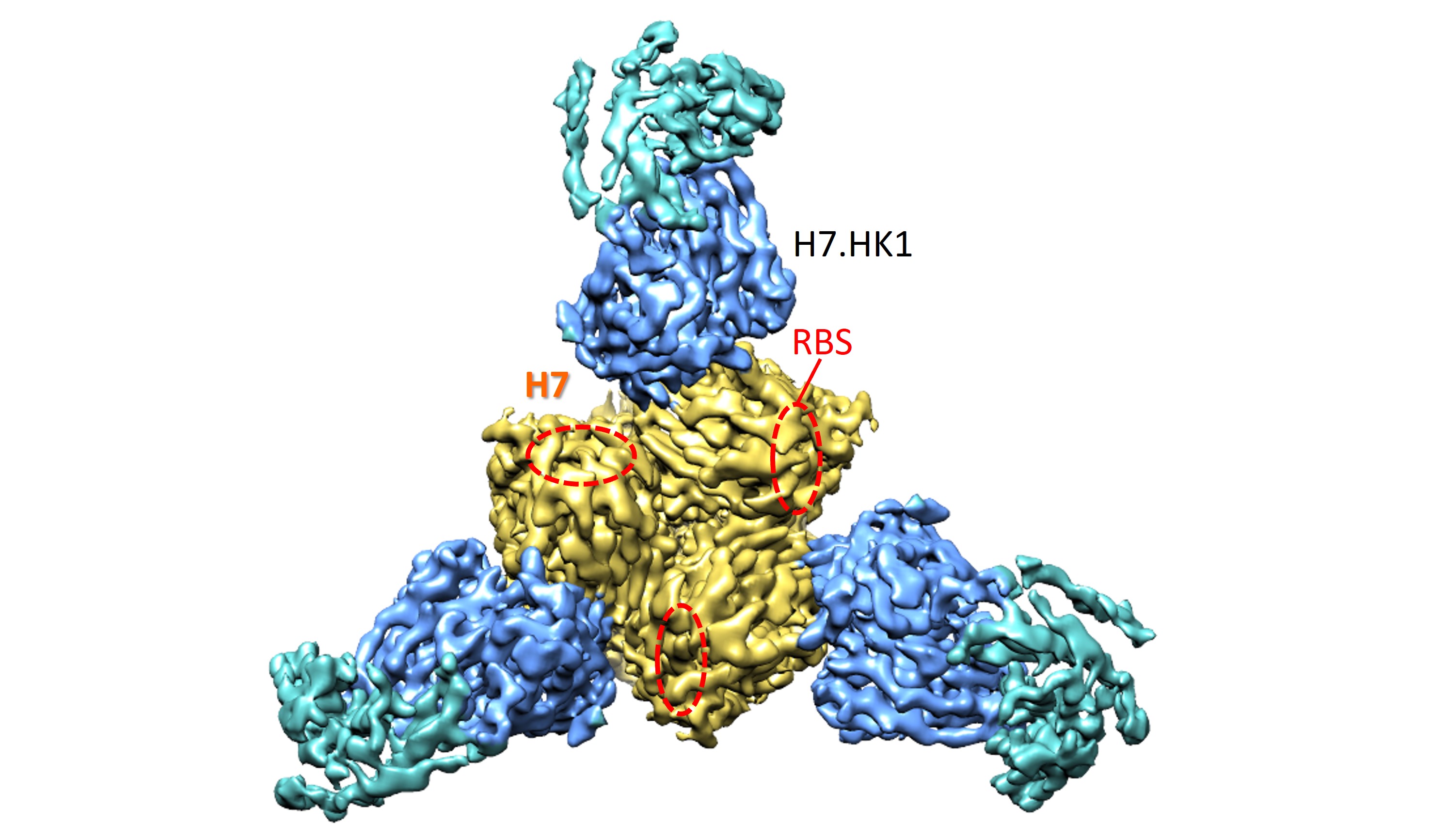 H7N9 antibodies