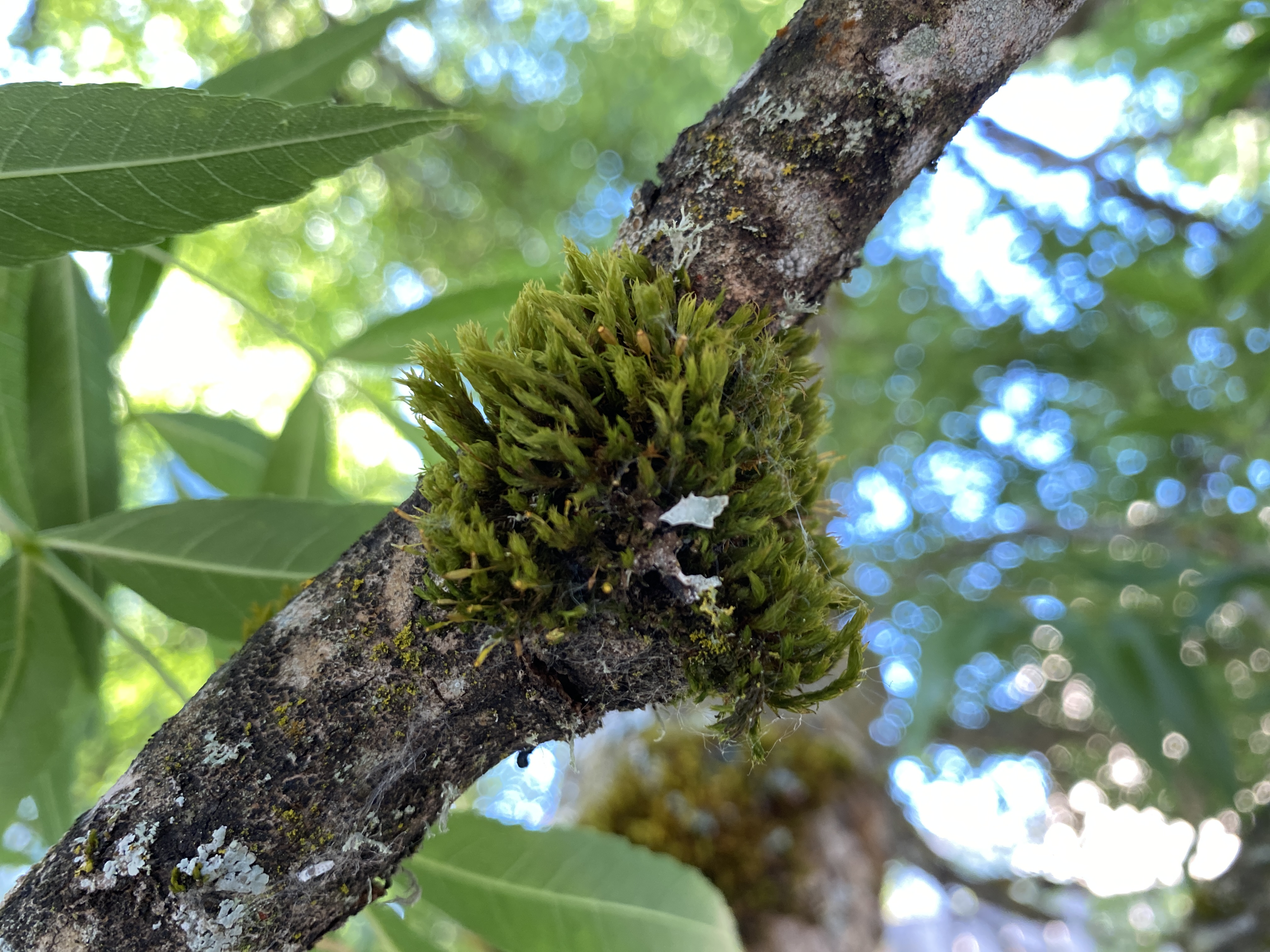 What Moss Taught Us About Air Quality Near Oregon Airports