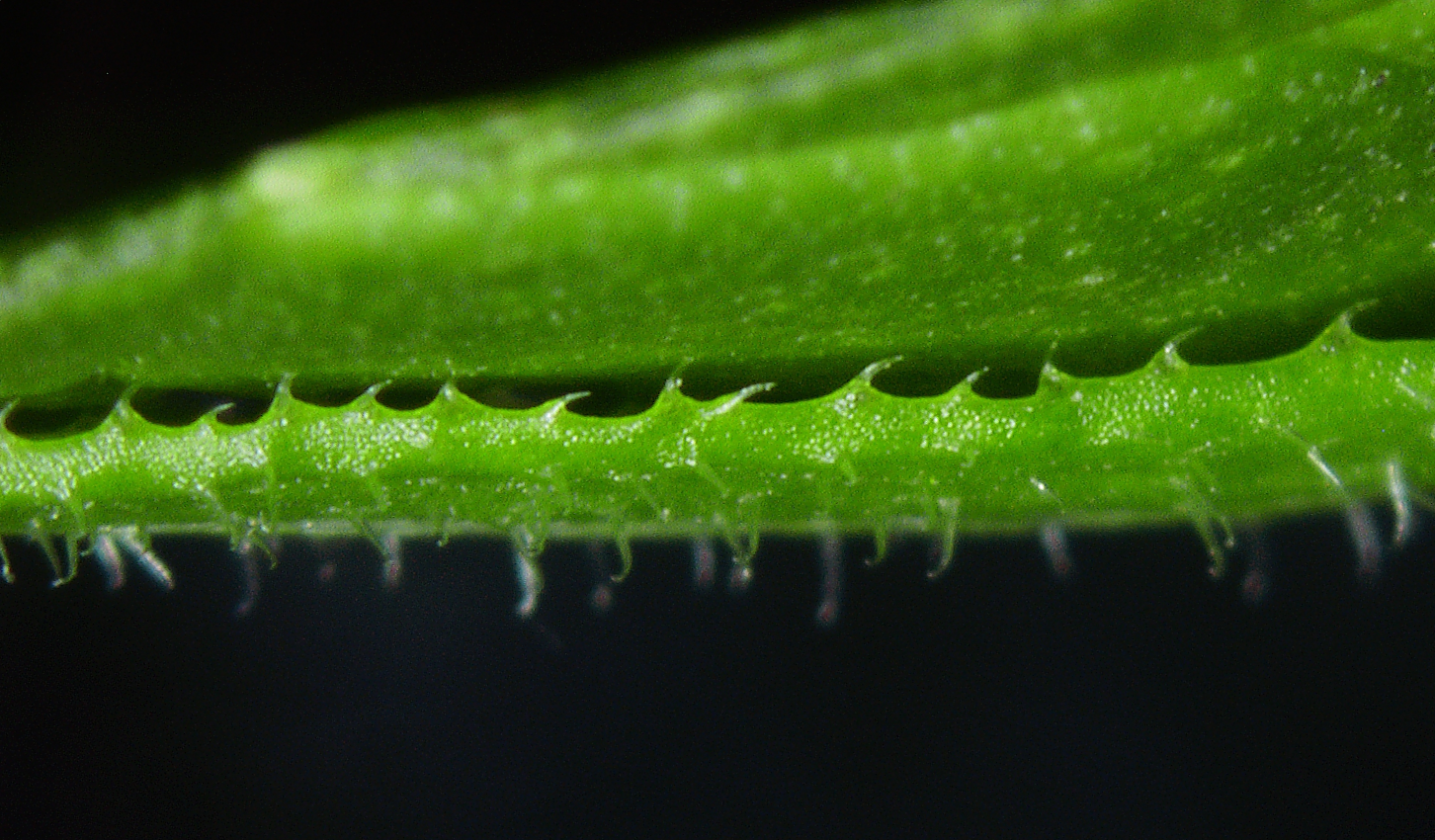 Plant-like machines: can they help save our planet?