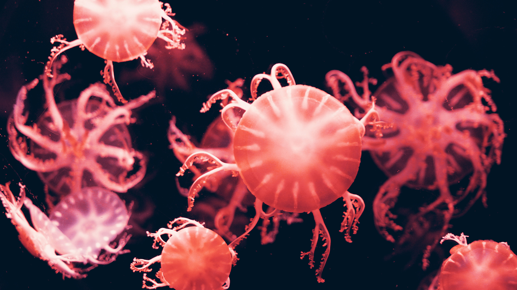 Journal Club: A brief history of mucus (and why coral milking is a thing)