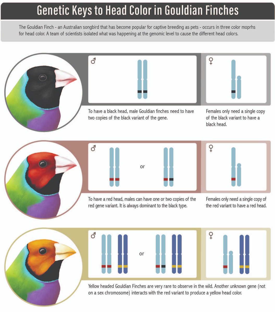 Black or red: love story and genetics of a colourful bird