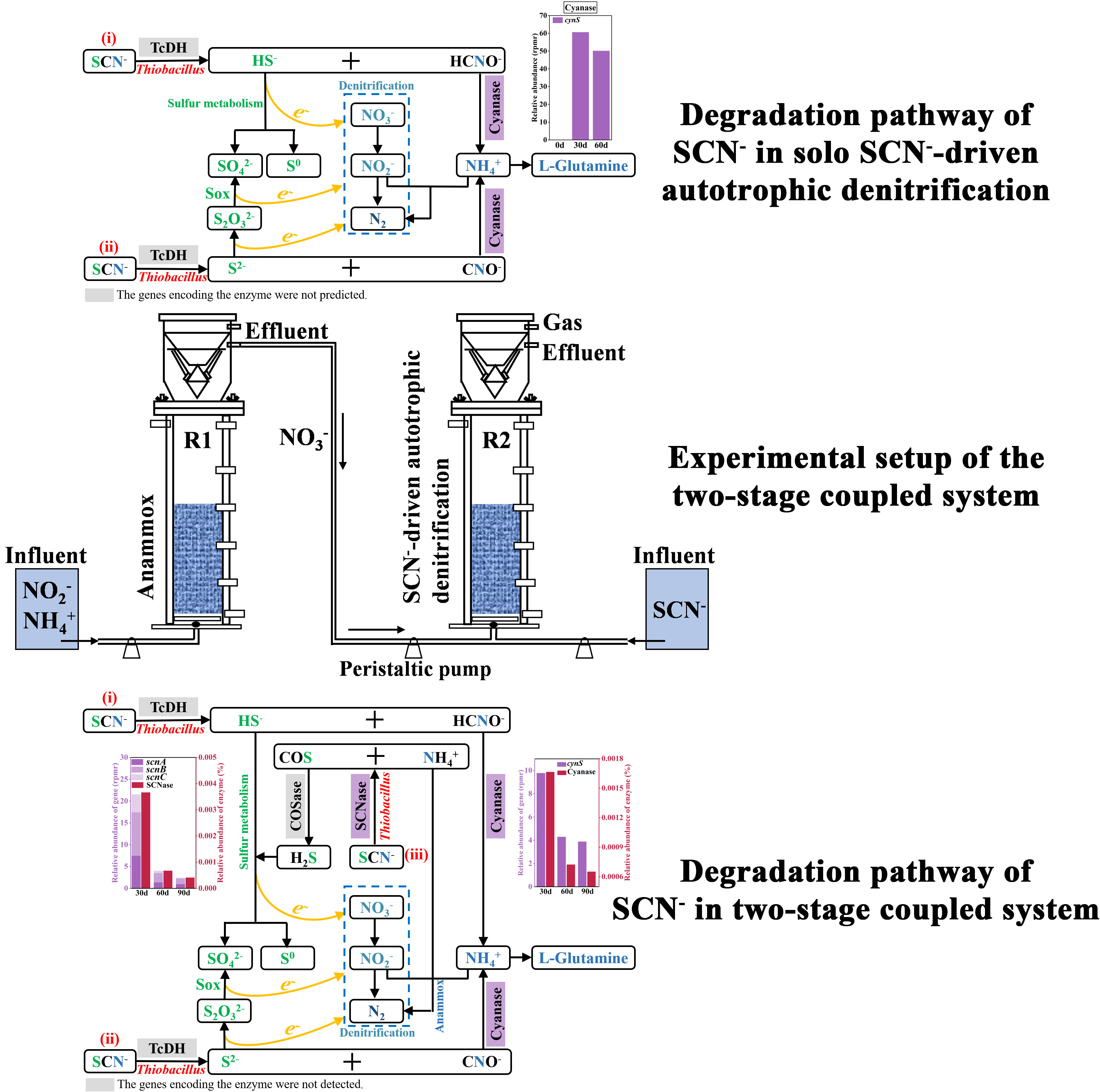 An innovative approach for efficient thiocyanate and nitrogen removal from industrial wastewater