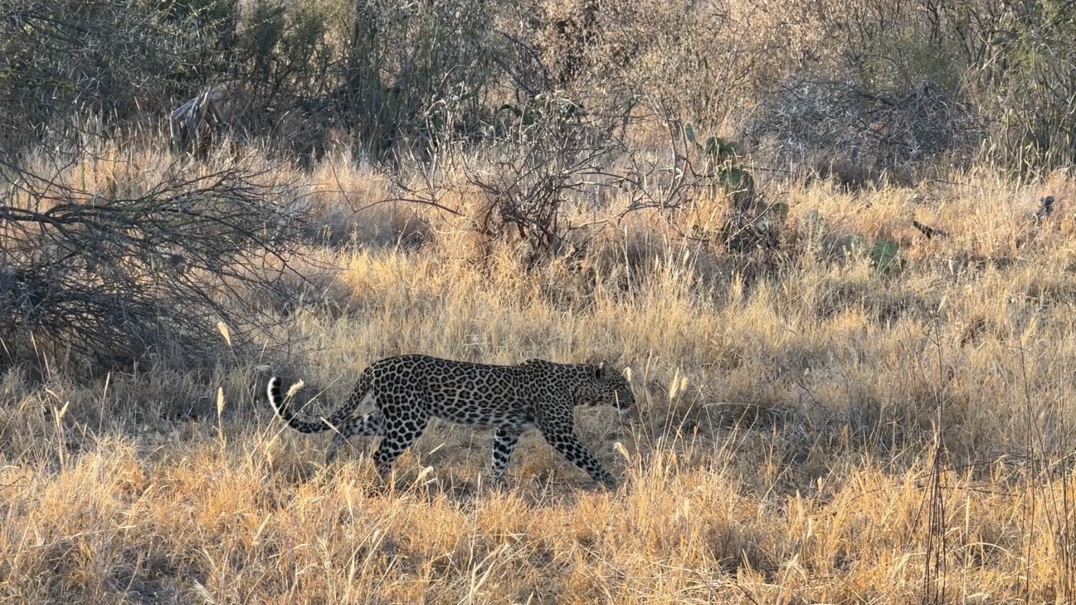 Reflections from my Final Weeks at Mpala Research Centre