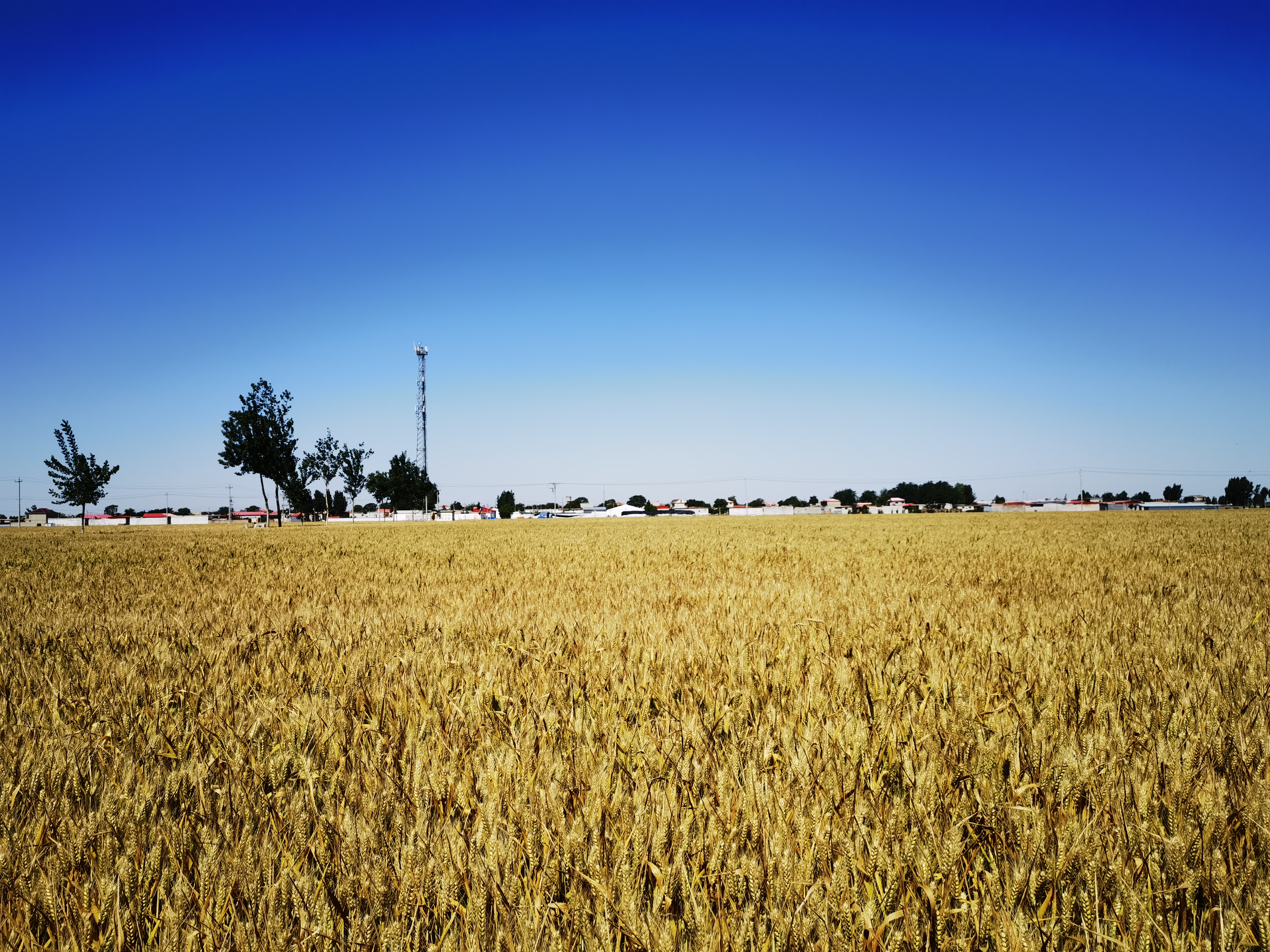 Climate Change May Outpace Wheat Breeding Progress in North America