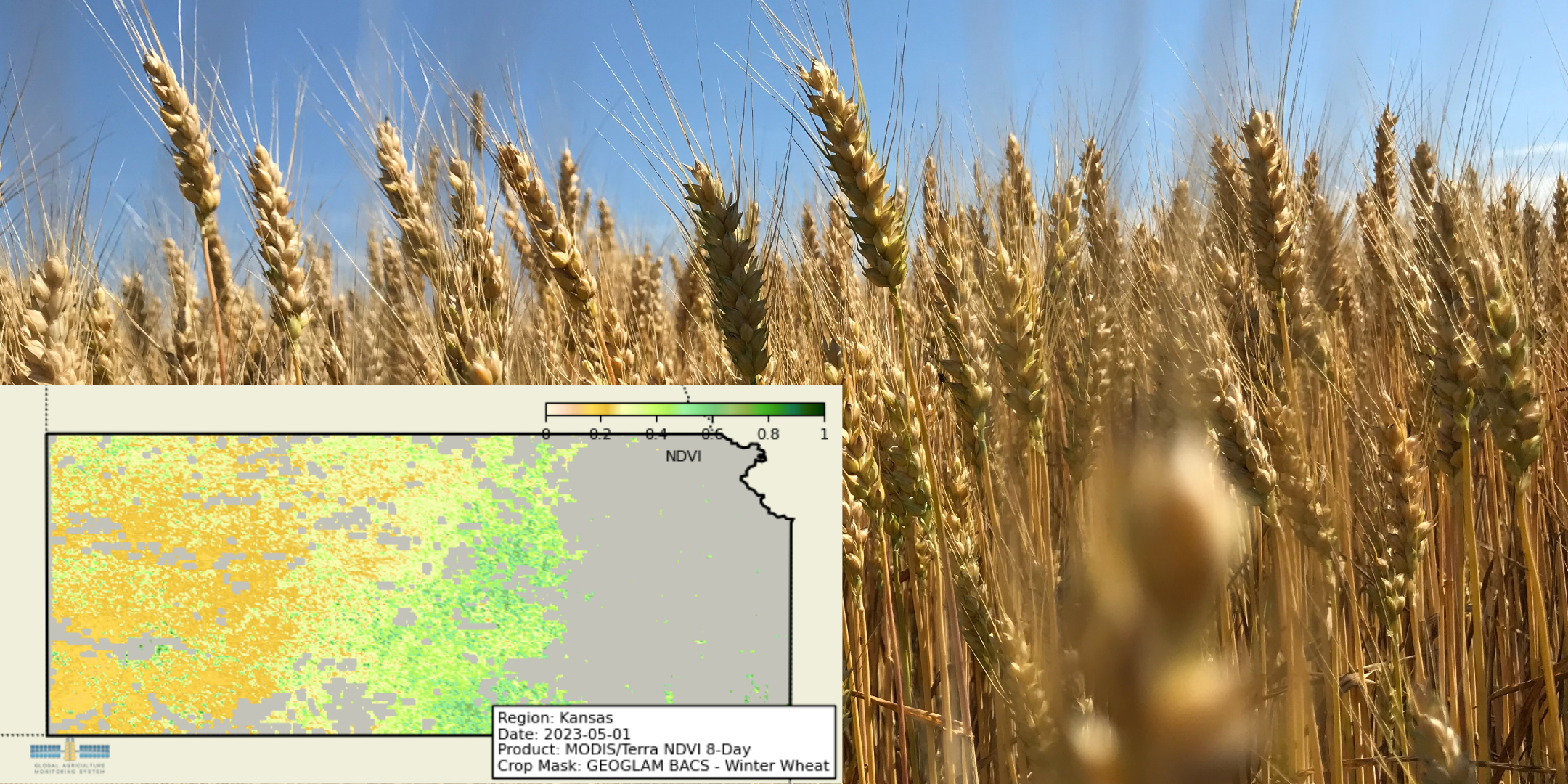 New Global Crop Type Maps Will Improve Analysis of Global Agricultural Production