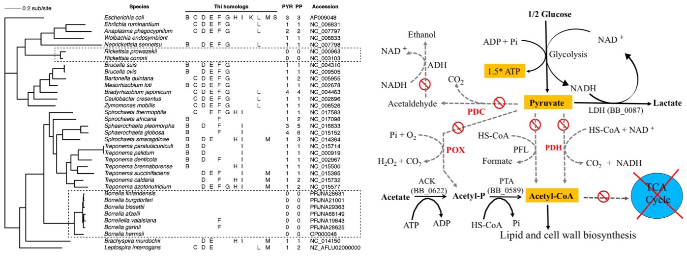 Thiamin bypass: an unusual phenomenon in the Lyme disease pathogen Borrelia burgdorferi