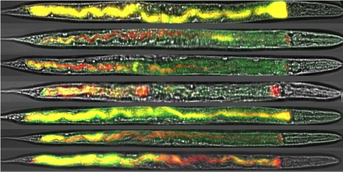 Imaging bacterial social interactions in the C. elegans gut