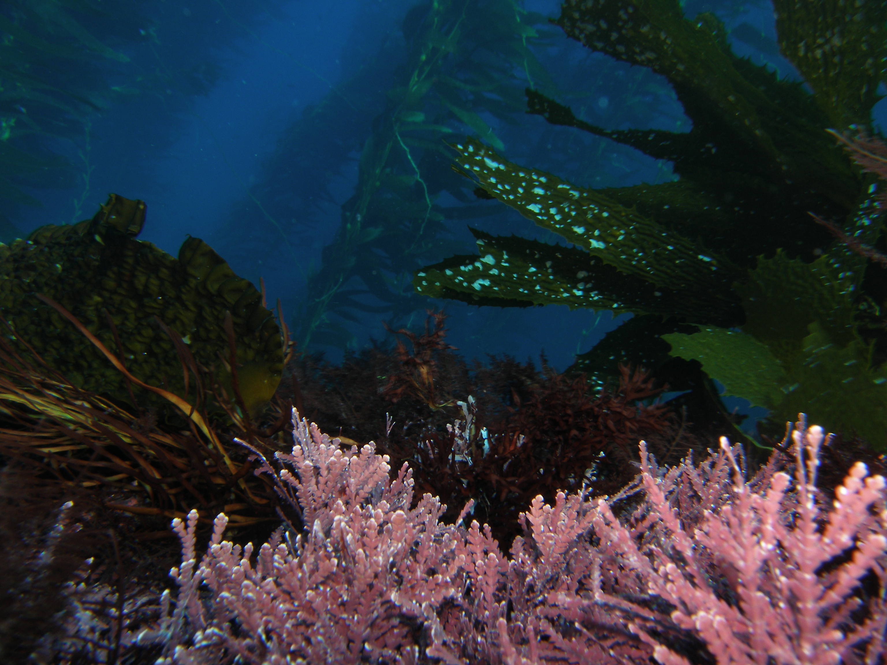 Under the canopy of giant kelp: how do understory communities respond to repeated marine heatwaves?