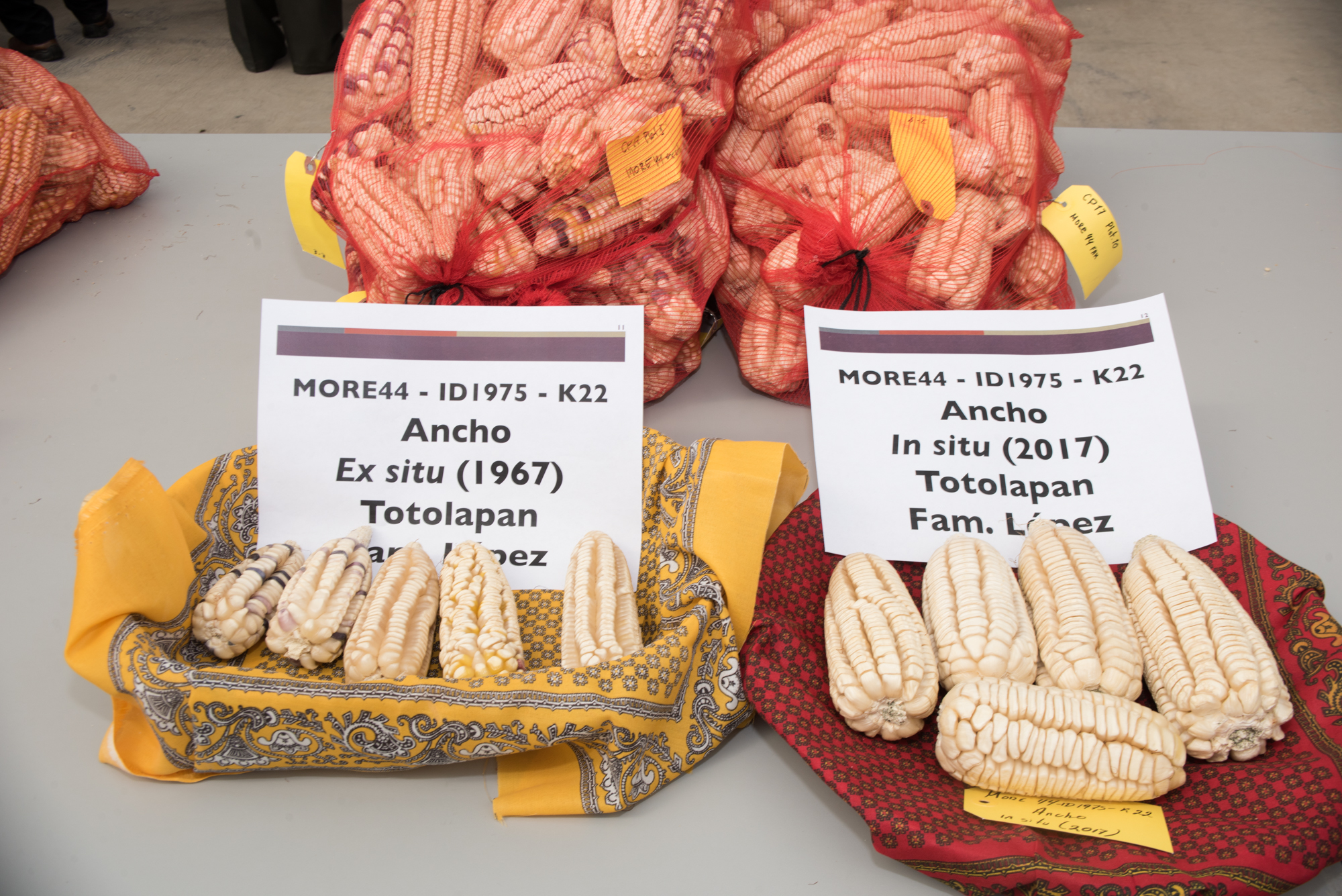 Farmers conserve unique genetic traits of maize landraces after 50 years