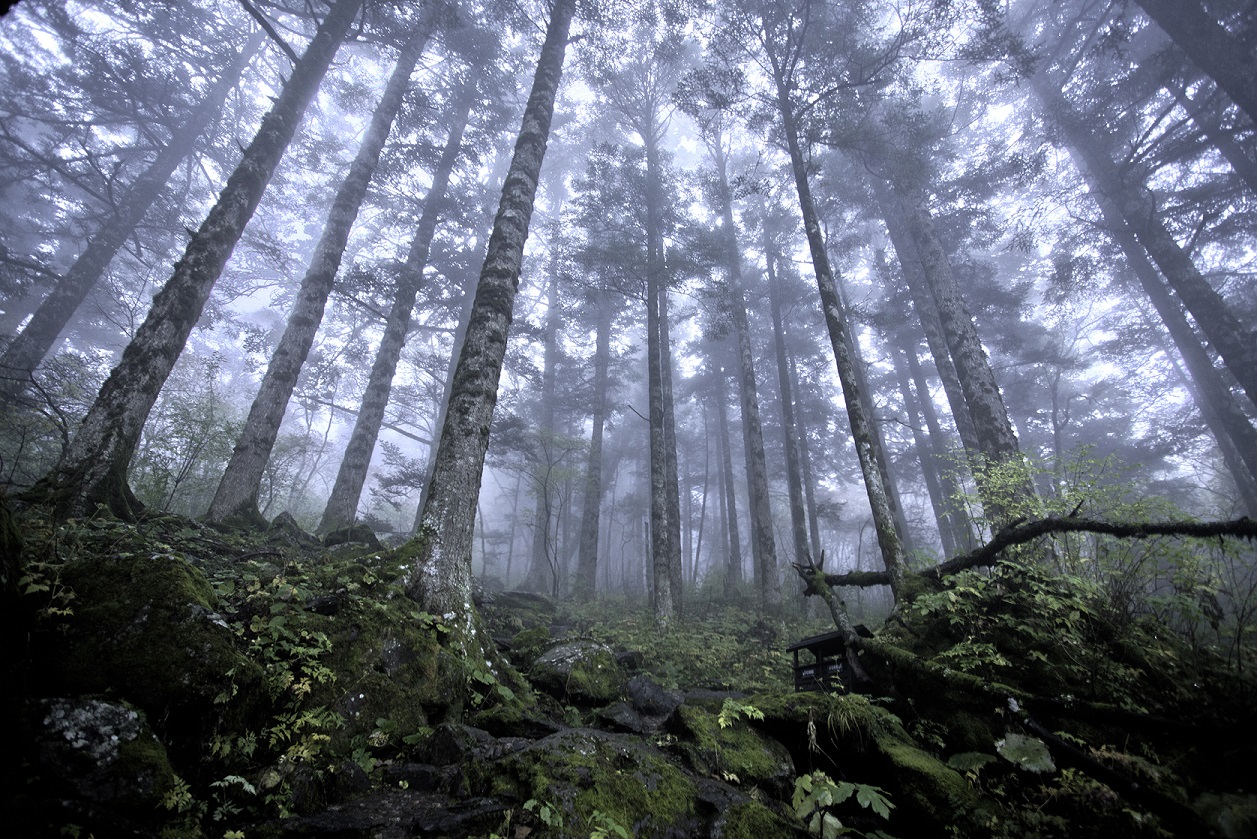 Global market for ecosystem services surges to $36 billion in annual transactions