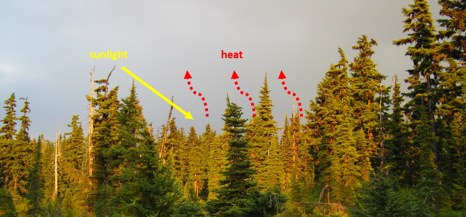How global-scale changes in forest cover could affect weather patterns
