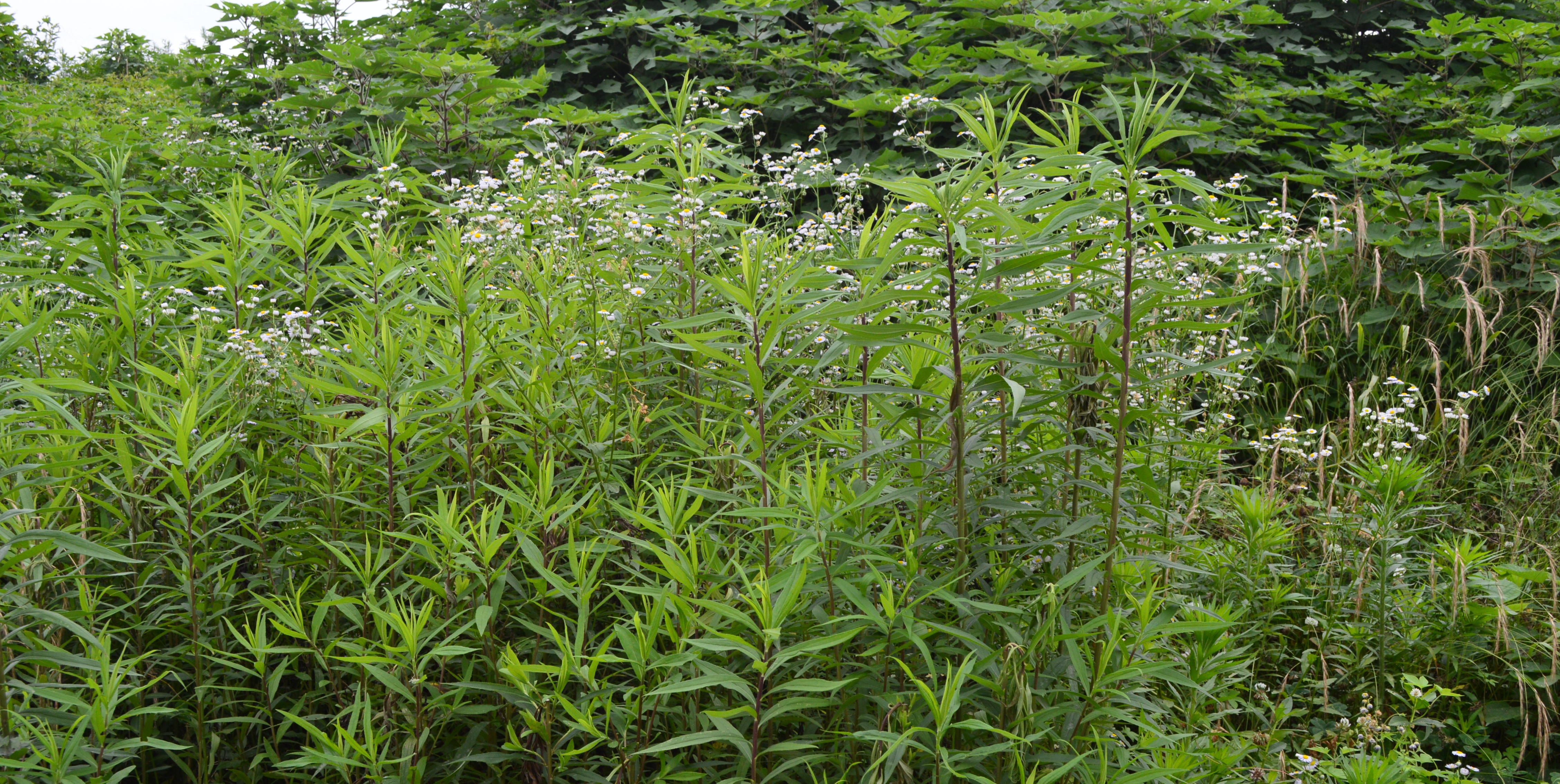 Exploring the role of soil microorganisms in plant invasion