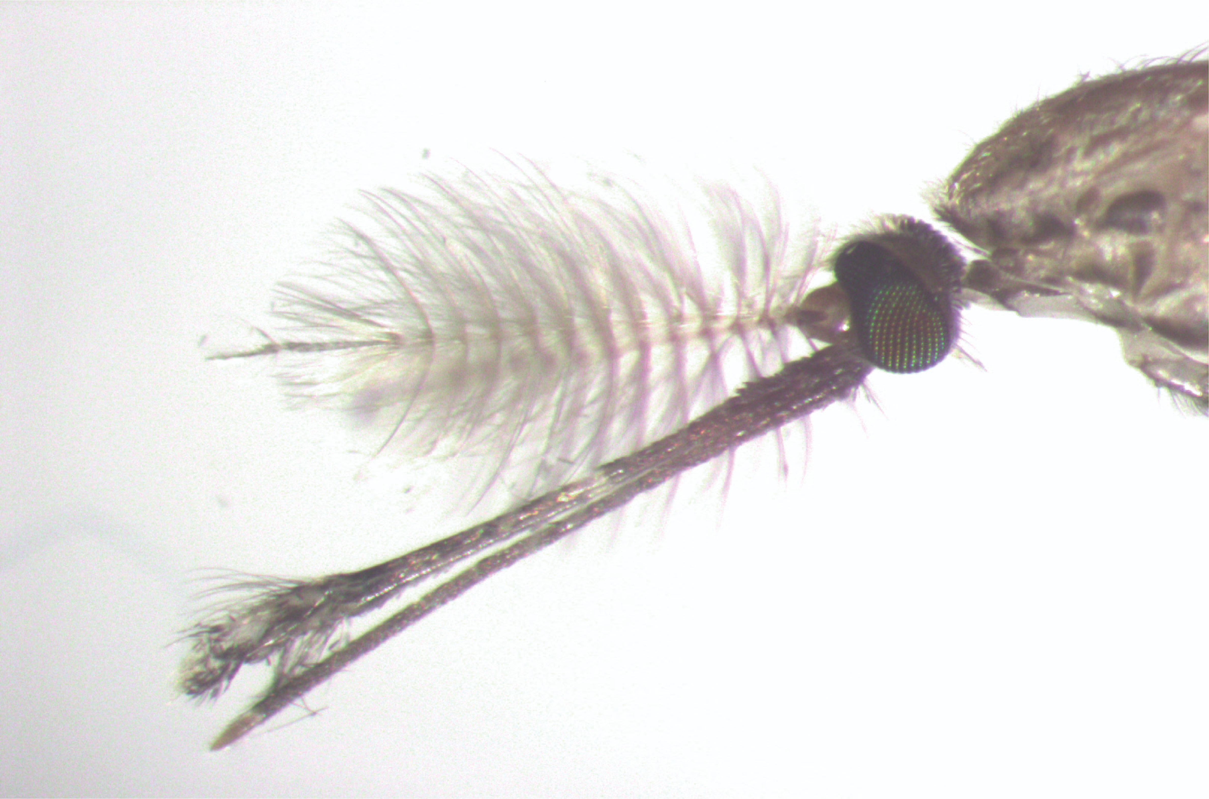 Anopheles swarming pheromone: The short story of dancing male mosquitoes 