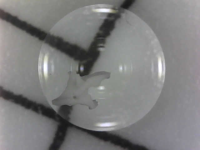 Trabecular bone organoids - A micron scale prototype designed to study the effects of microgravity and degeneration