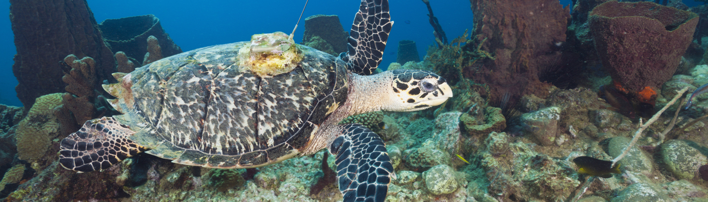 Editor's Choice Collection: animal tracking