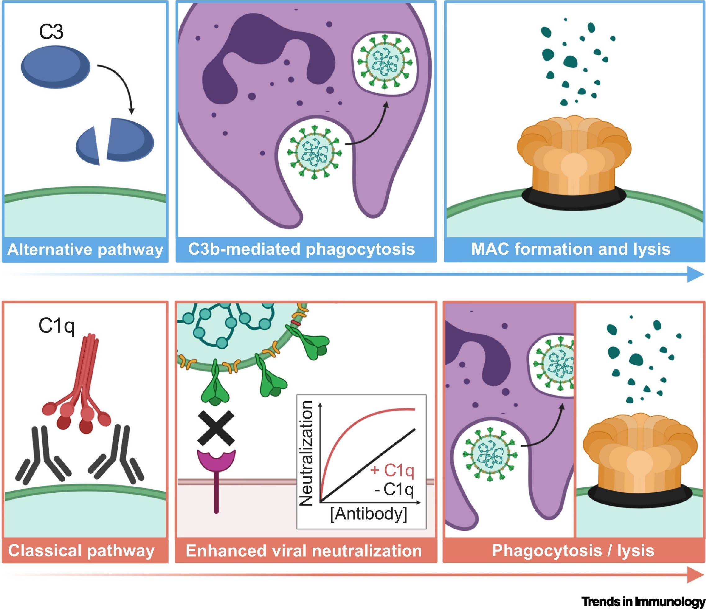 What’s the verdict on complement in COVID-19?