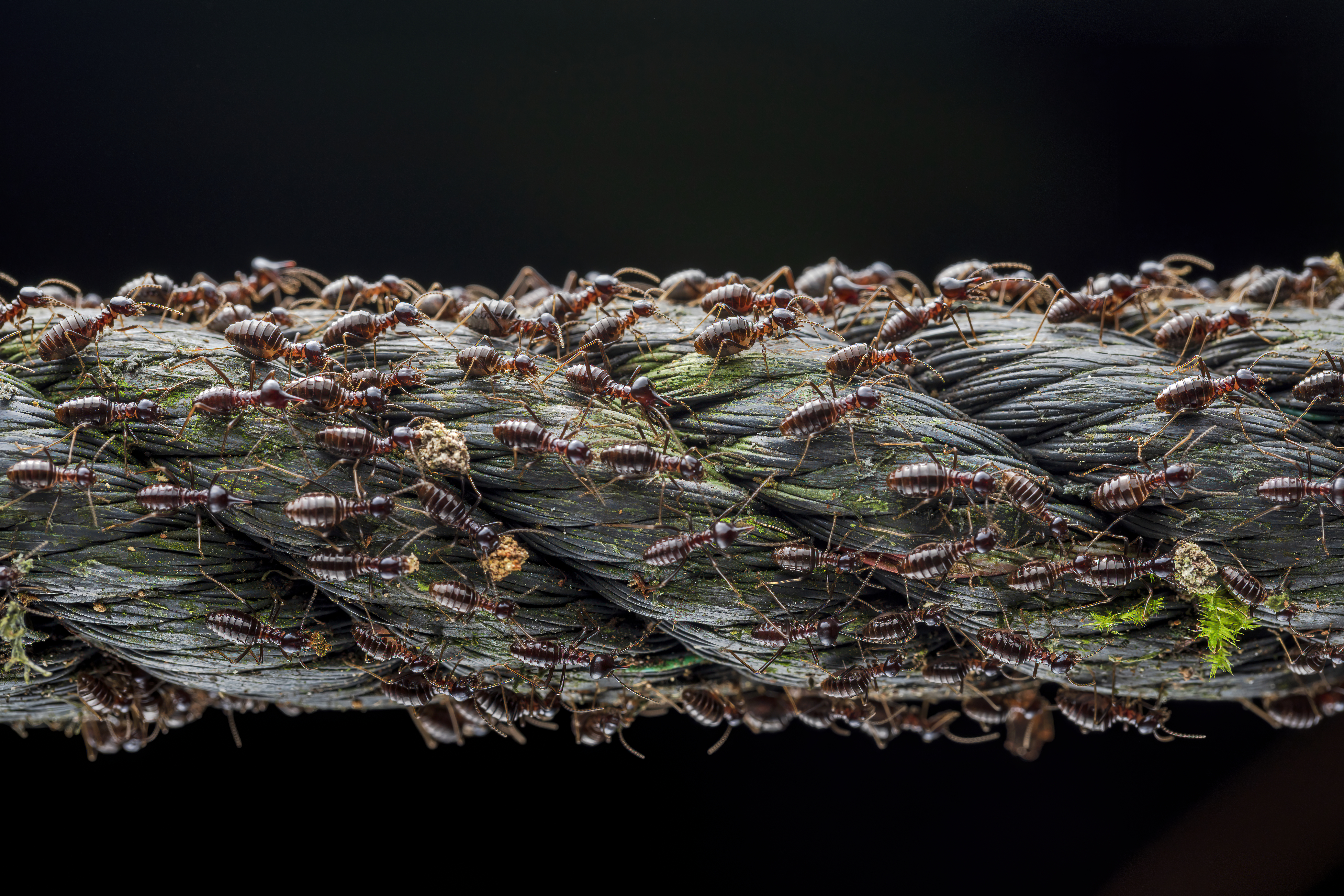 BMC Ecology and Evolution Image Competition 2022