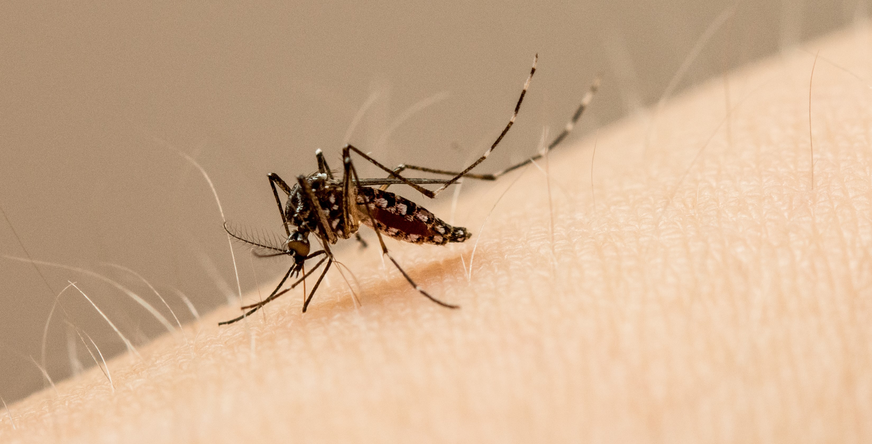 Can we expect more than one virus per mosquito bite?