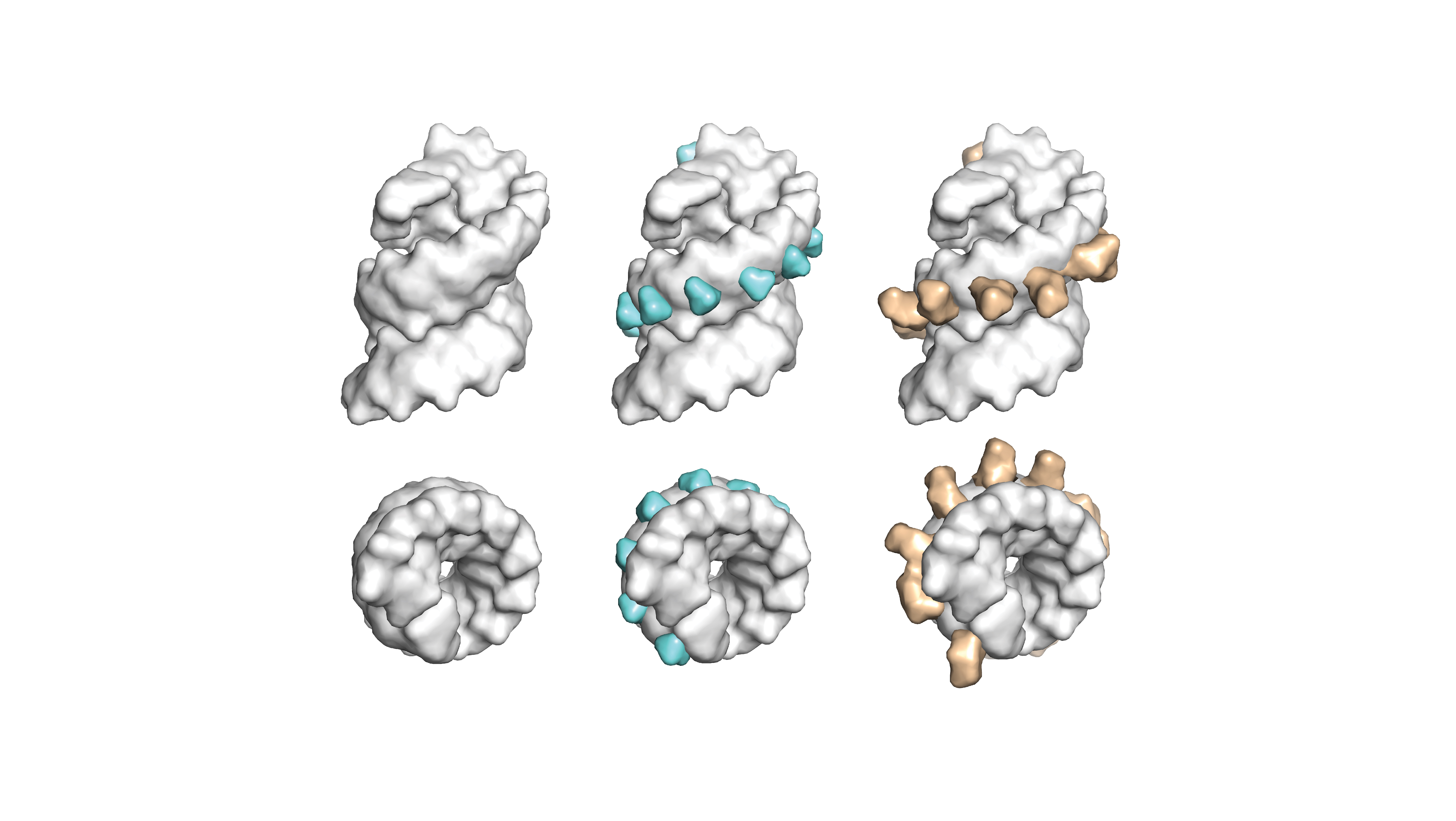 Efficient synthesis and evolution of 2’-modified nucleic acid chemistries found in FDA-approved nucleic acid therapeutics