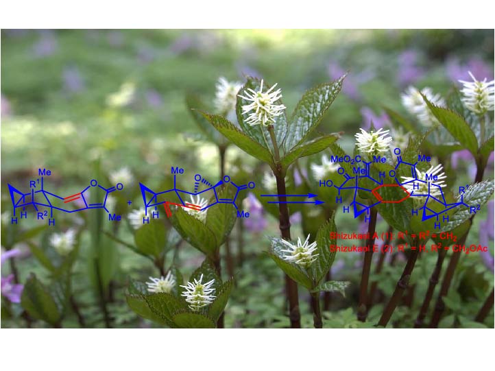 Total Syntheses of Shizukaols A and E