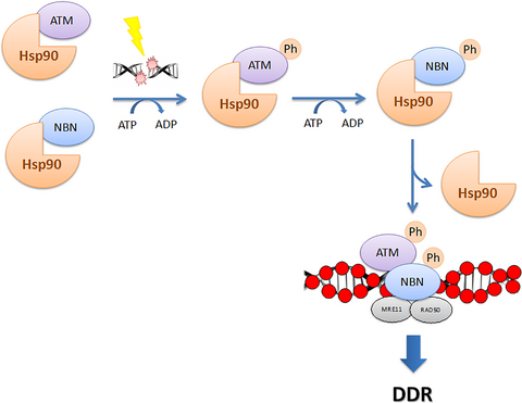 Highlights from The FEBS Journal - August 2017