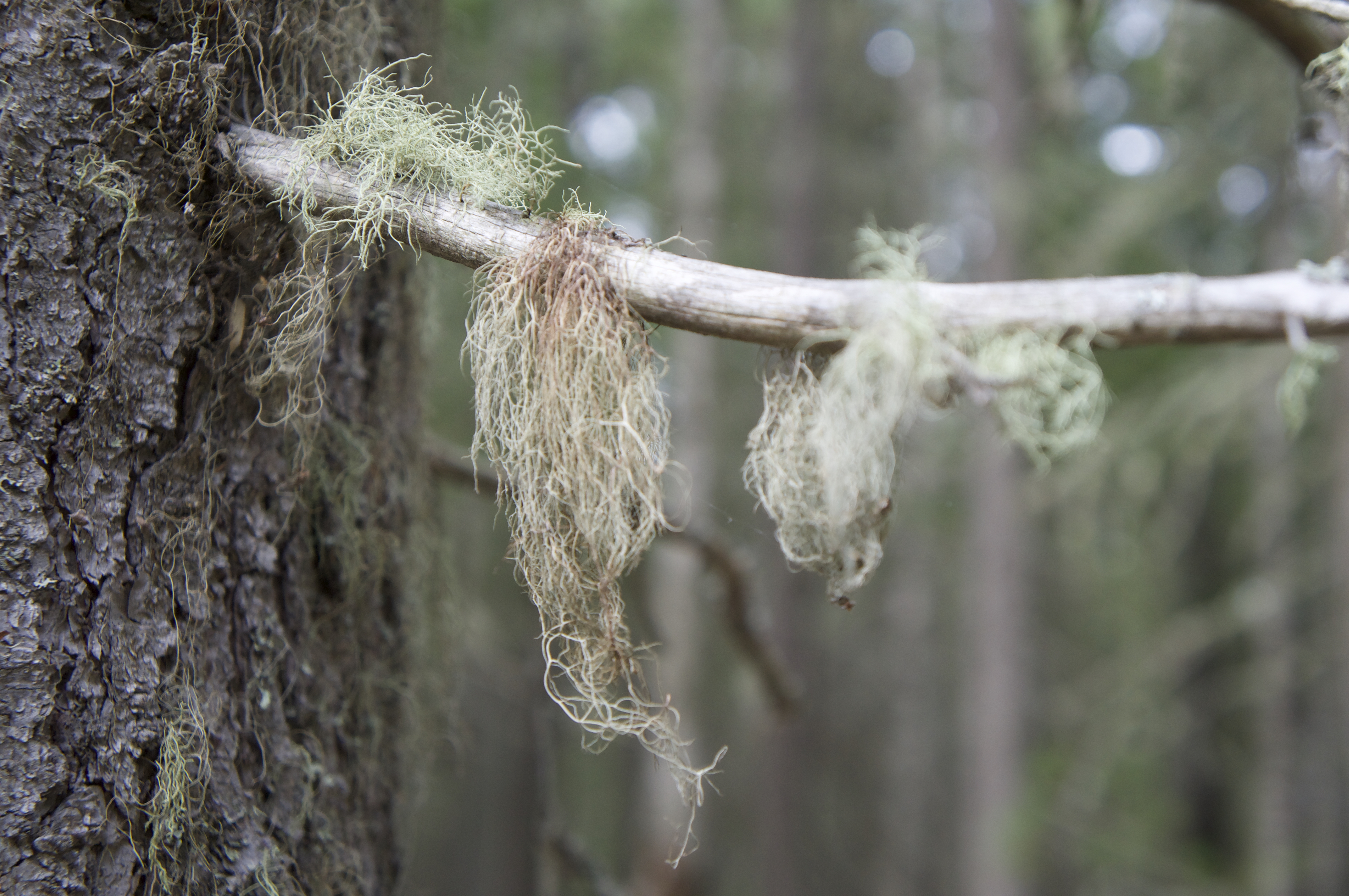 From Silence to Semiosis: A Personal Journey Back to the Philosophy of Biology