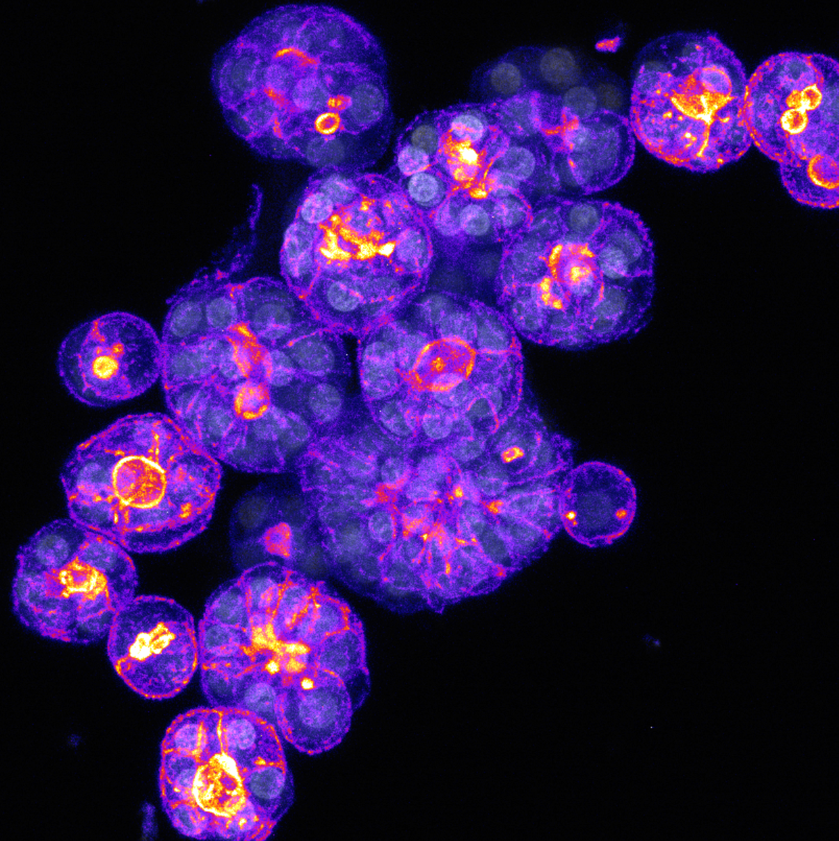 What it takes to grow liver cells