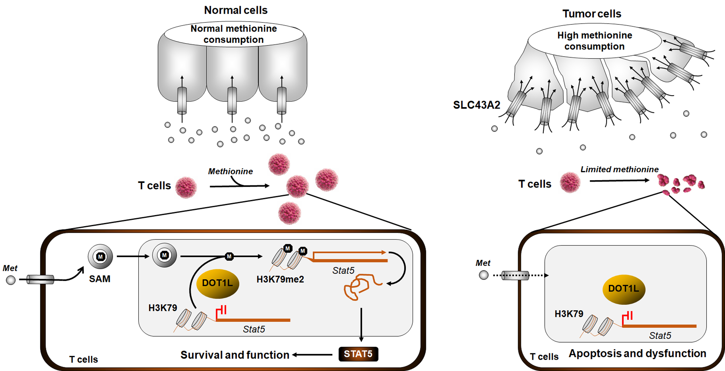 Cancer SLC43A2 alters T cell methionine metabolism and histone methylation
