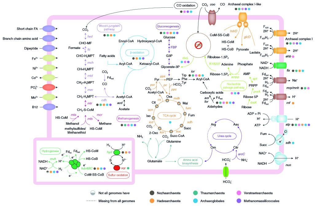 Insights into the ecological roles and evolution of methyl coenzyme M reductase containing hot spring Archaea