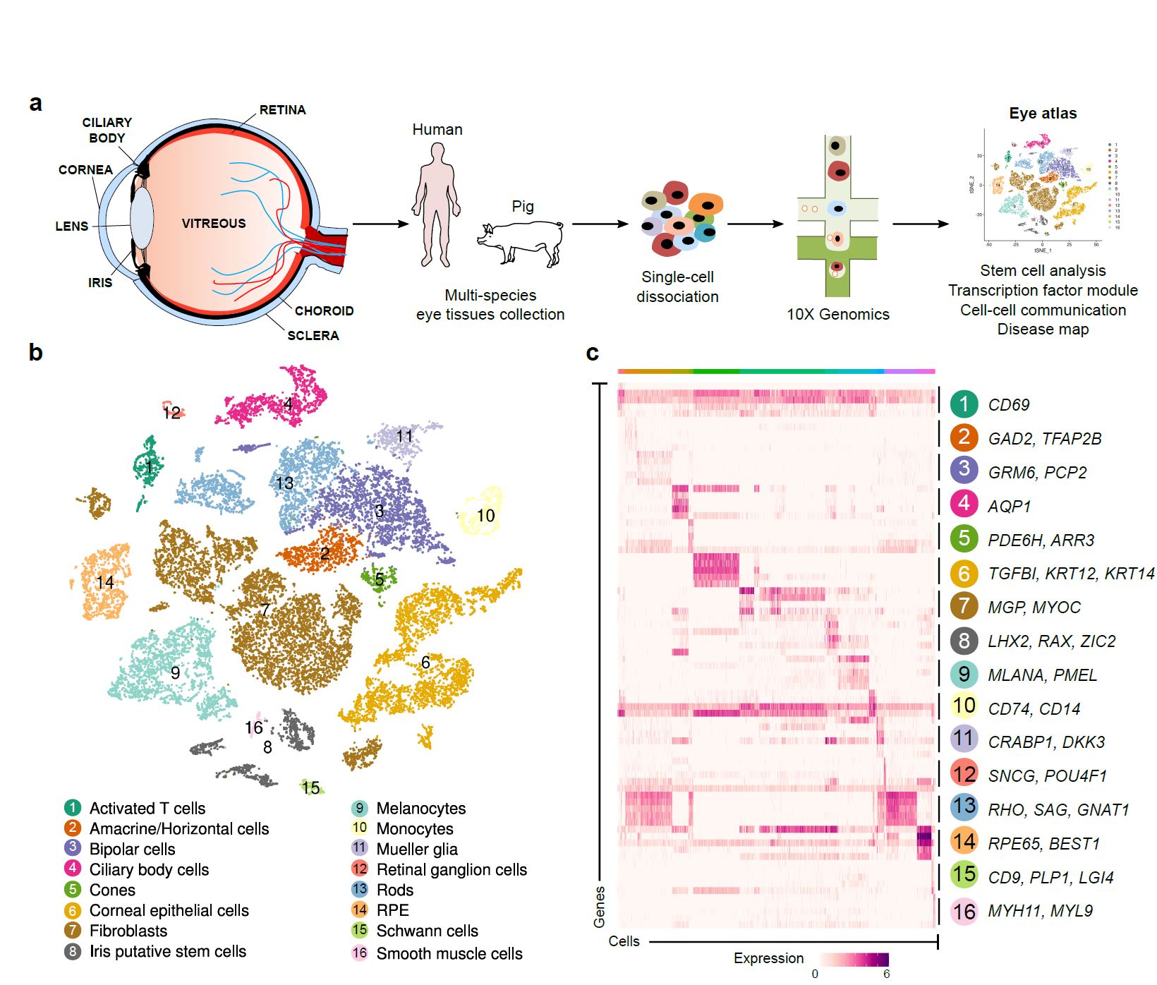 Single cell transcriptome analysis of eye in multi-species.