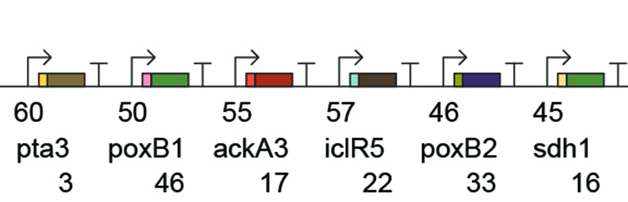 Simultaneous Repression of Multiple Bacterial Genes using Nonrepetitive Extra-Long sgRNA Arrays (ELSAs)