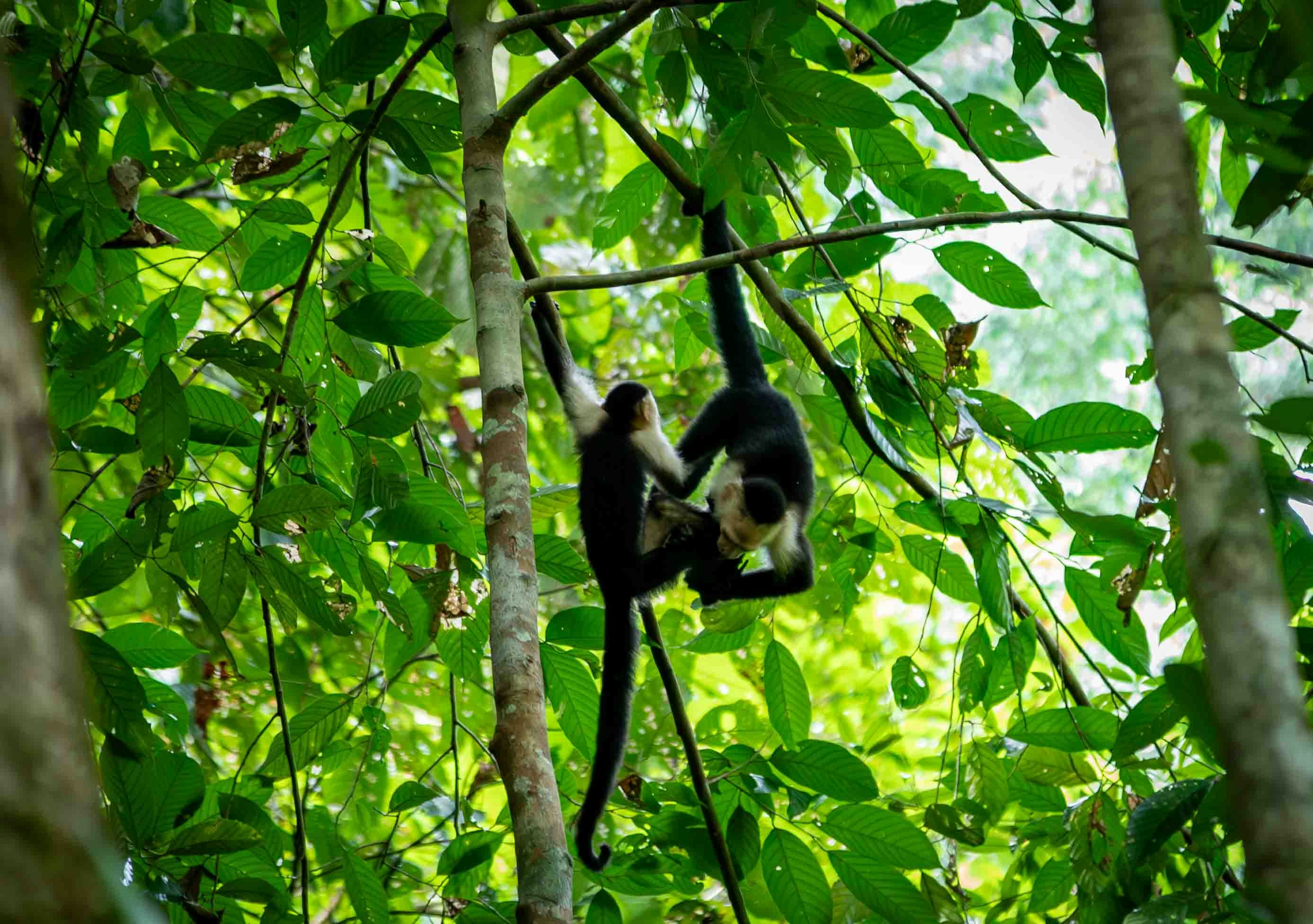 Driven by Nature: Seeking Advice and Opportunities in Conservation