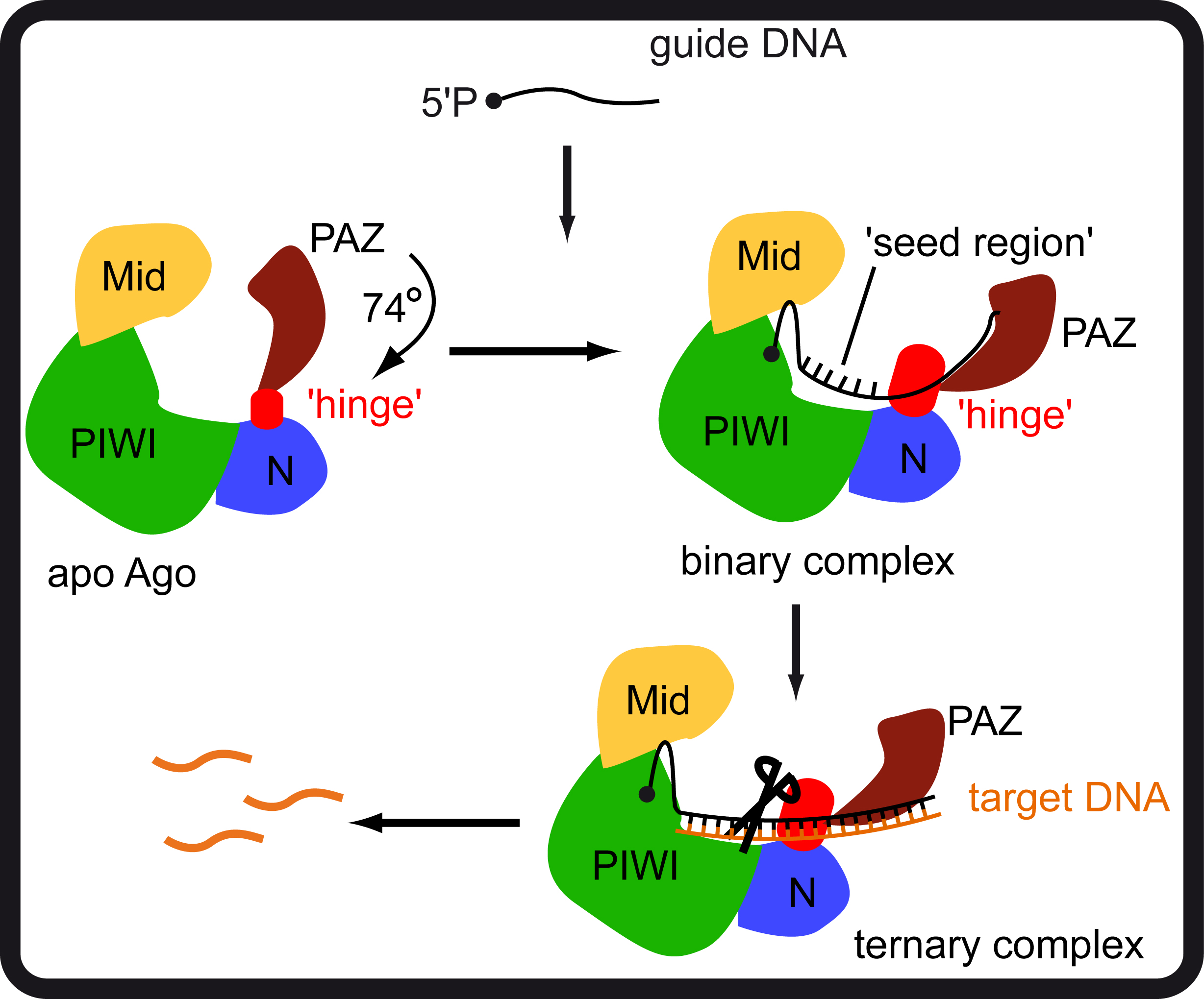 Argonaute proteins - conformational flexibility drives function