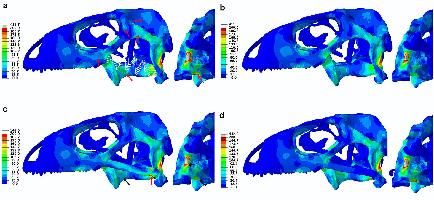 Convergent evolution and biomechanics in ancient lizards