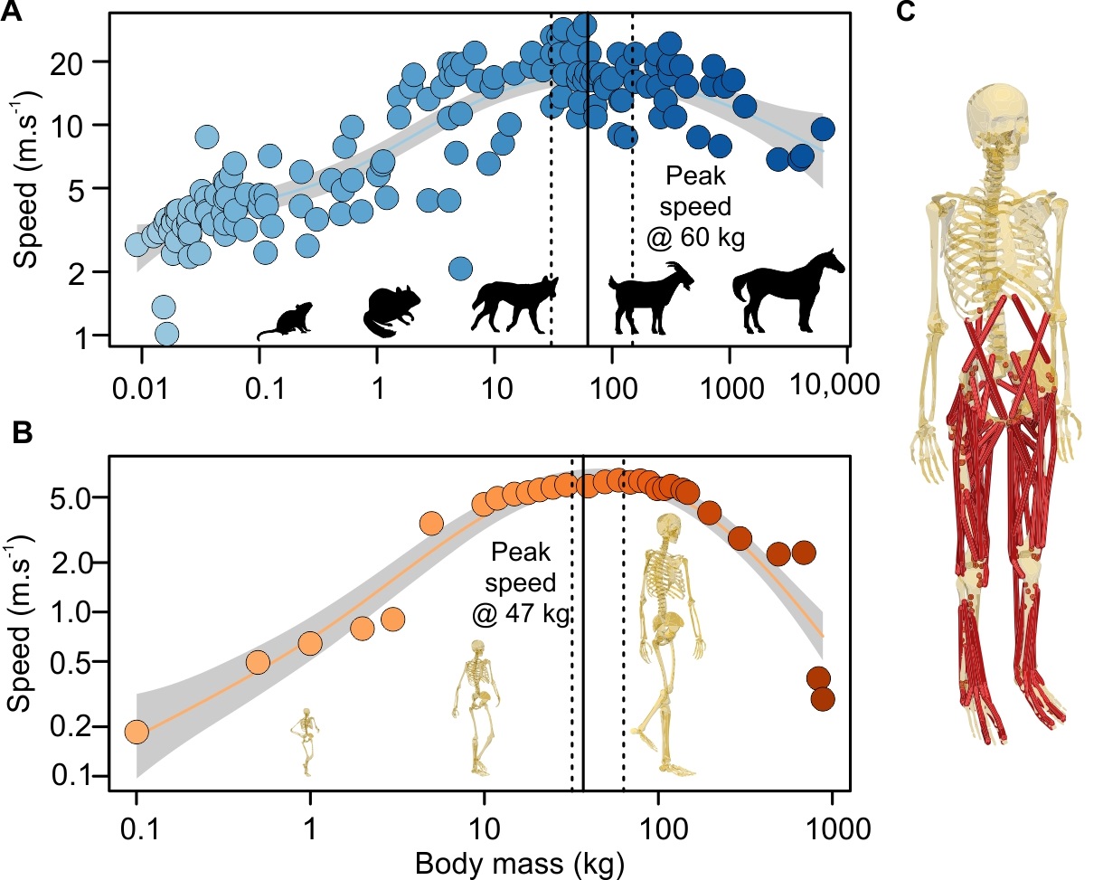 Of Dwarfs and Giants: The Goldilocks Effect in Animal Speed