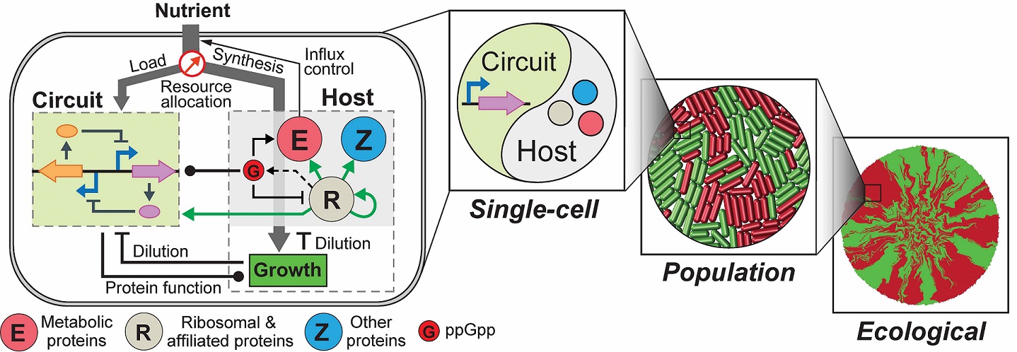Building a predicative tool for synthetic gene networks 