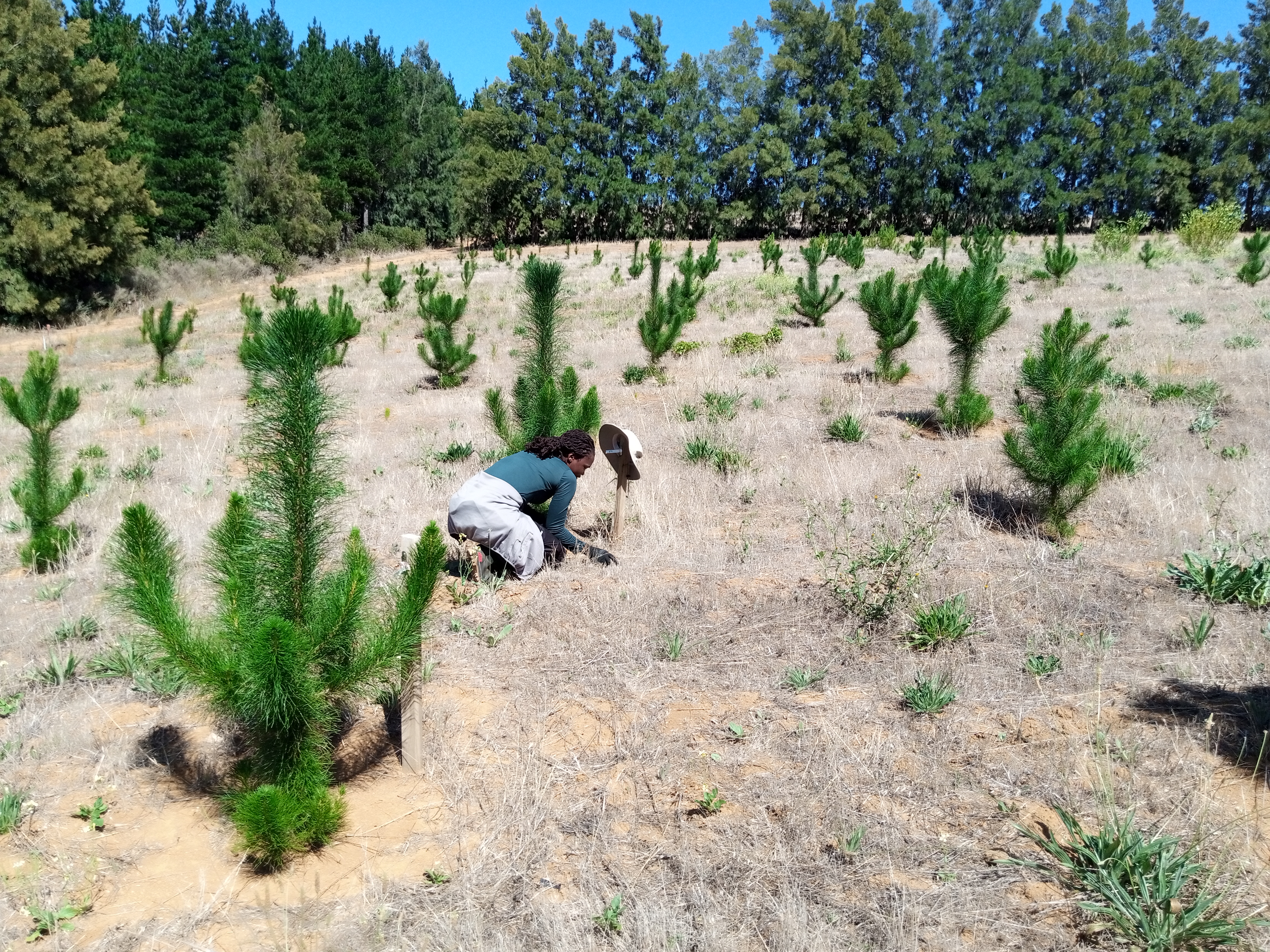 Empowering Women in African Forestry: Challenges, Experiences, and the Path Forward