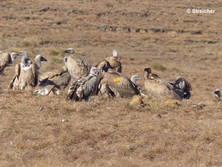 First genetic diversity base line estimates for the endangered Cape Vulture